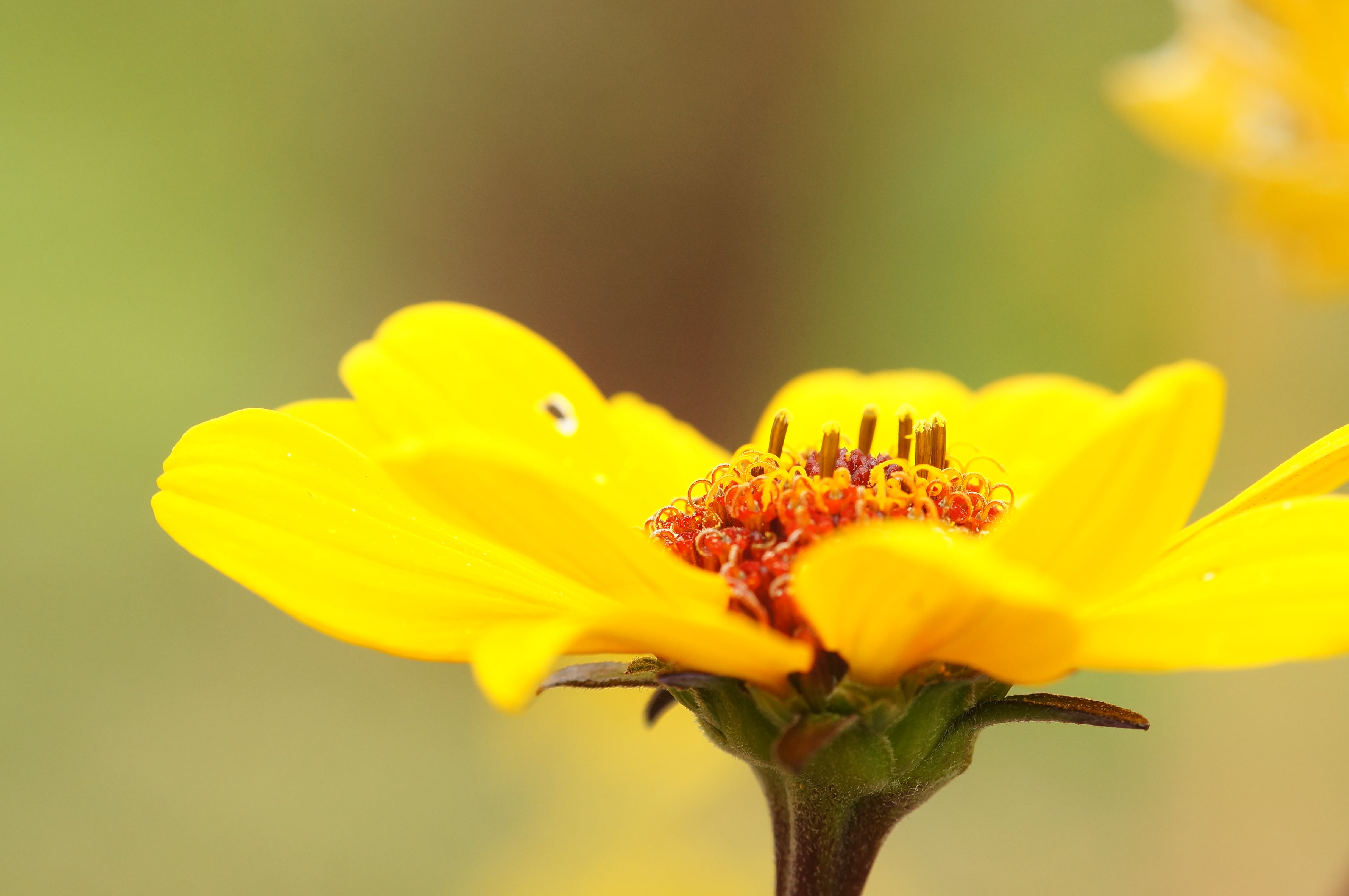 Yellow, summer, Nex, Sony  Alpha, Popular, Baden-Württemberg, Canon FD, Gelb, Nature, focal length, 4K, manuelle, Europe, best, Orange, Camera, DCR, plant, HD Wallpaper