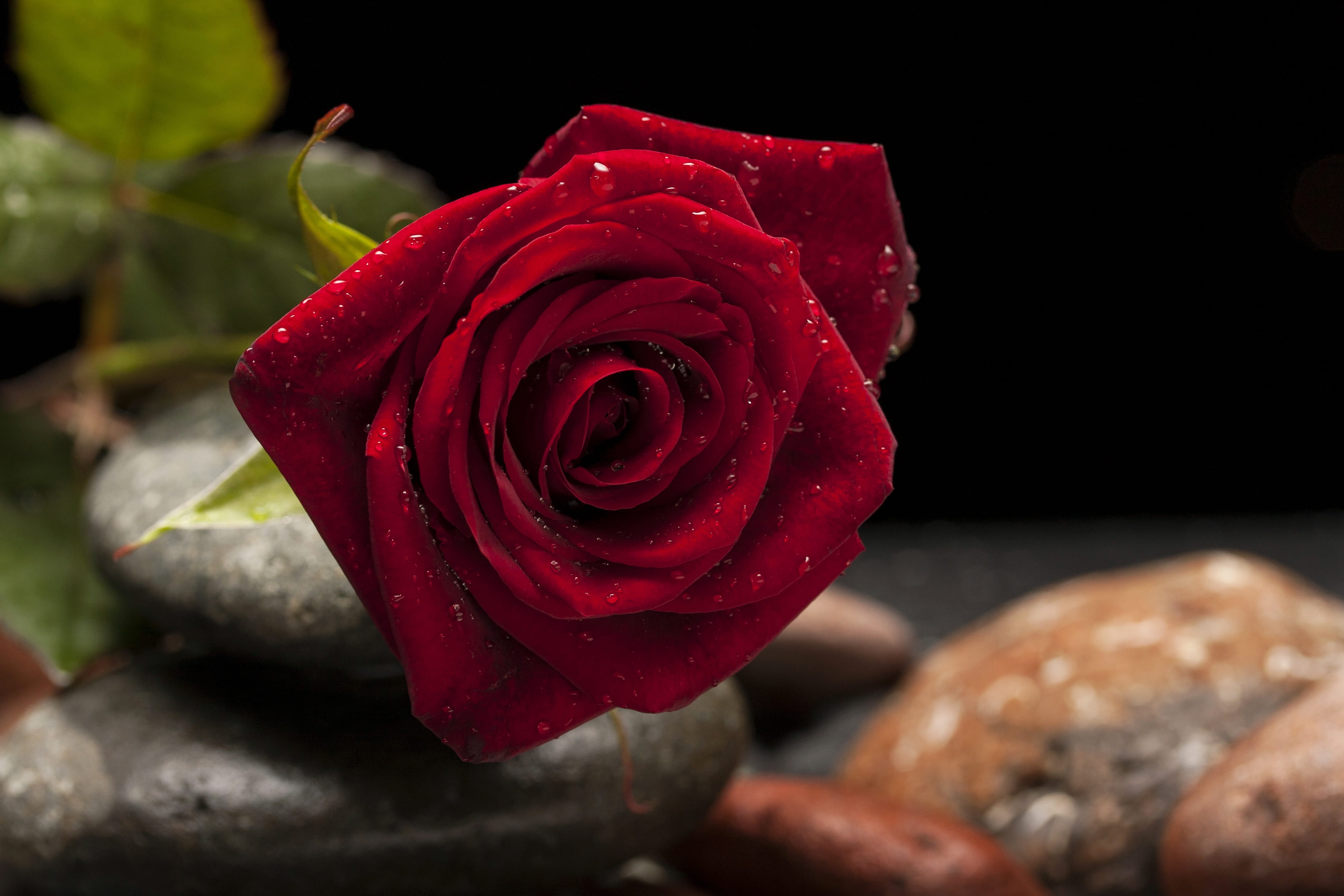flowers, valentines day - holiday, love, valentines day, stone, peace, rose, plant, roses, flower picture, vulnerability, fresh, heart, close-up, season, HD Wallpaper