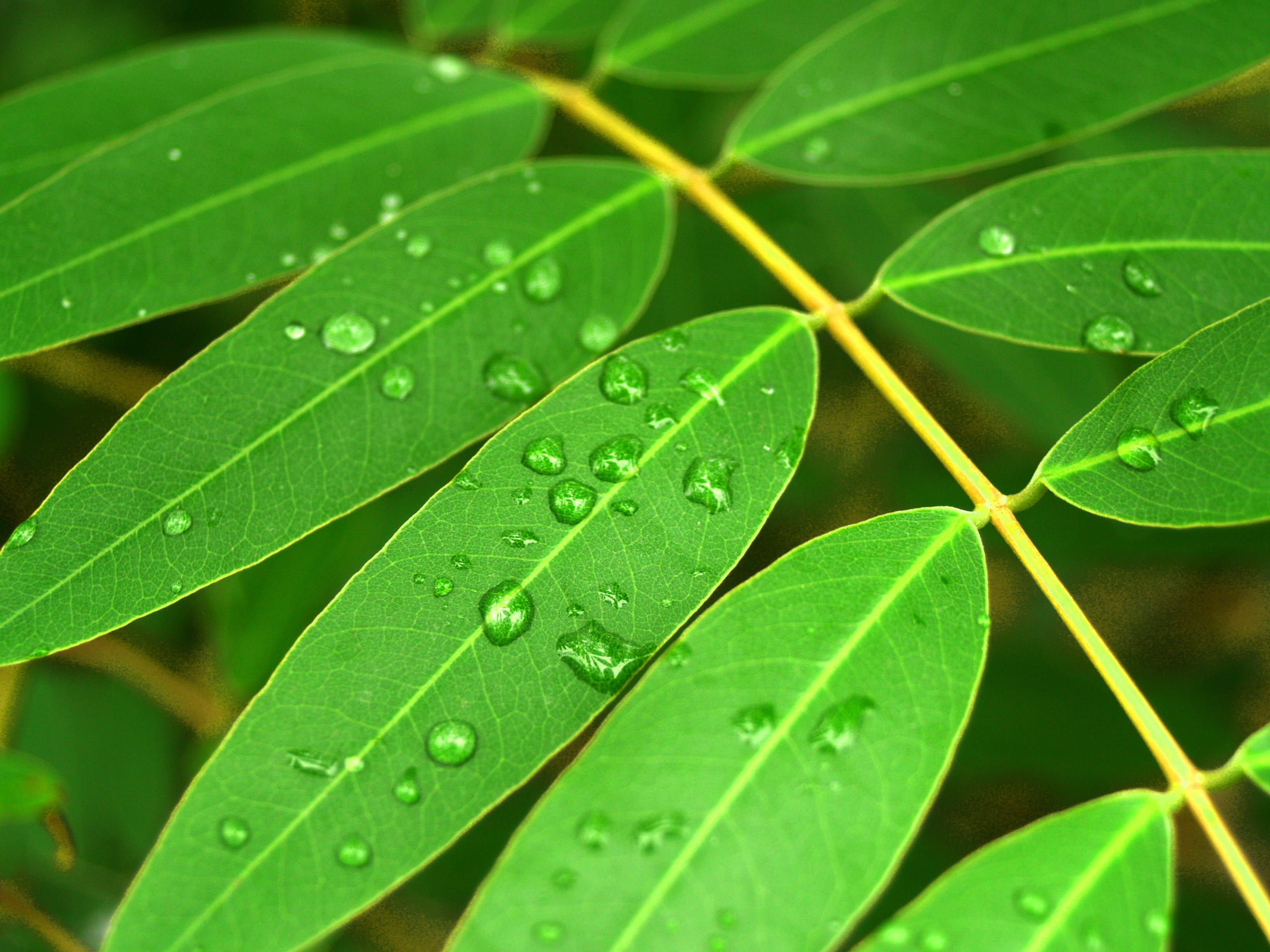 healthy, no people, growth, summer, full frame, Dew, backgrounds, Grass, day, green, raindrop, plant part, wet, dewdrop, grass, droplet, circle, morning, HD Wallpaper