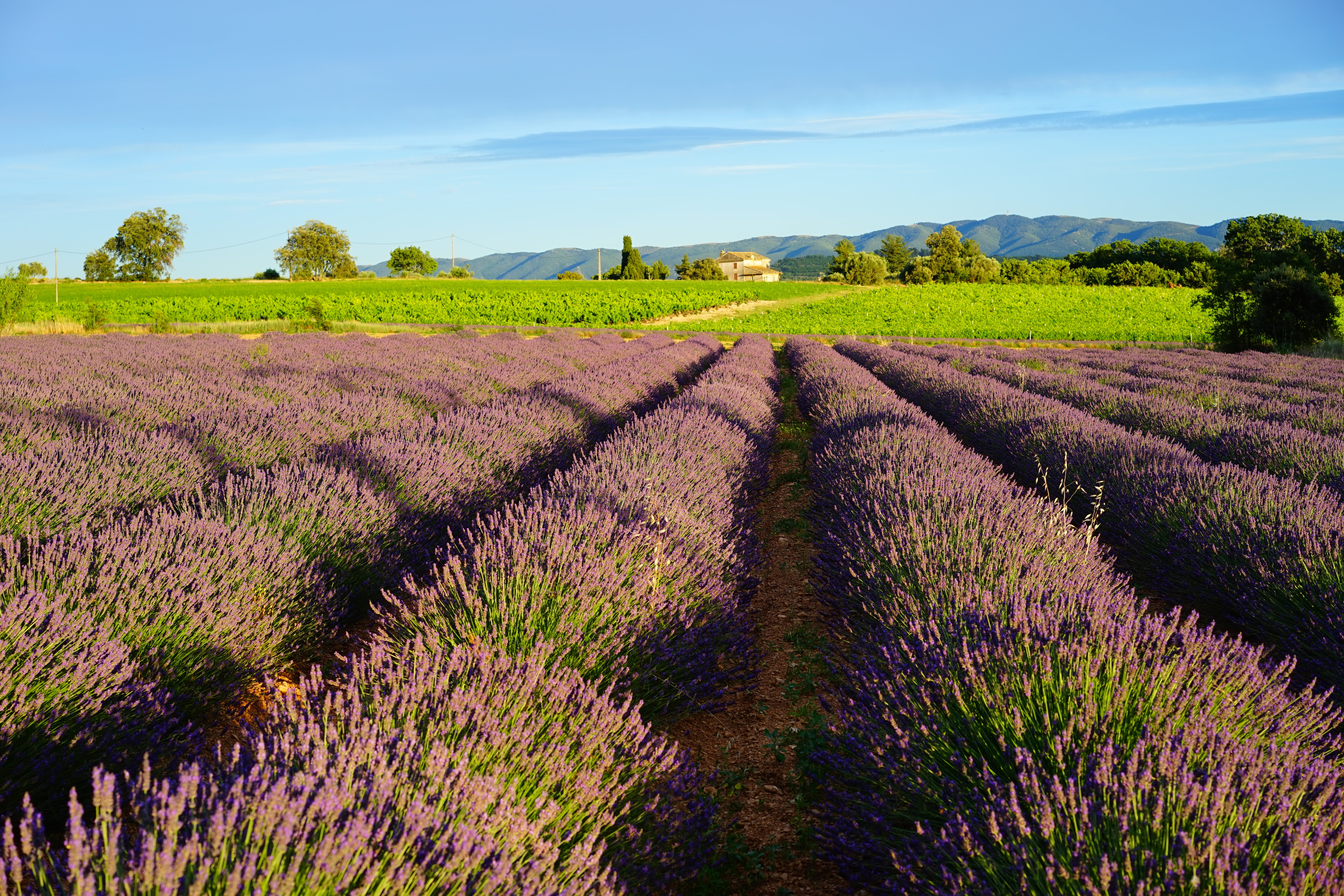 fragrance, landscaped, flower meadow, nature, plateau De Valensole, field, flower head, flora, flowering plant, sky, homeopathy, green, aromatic, in a row, HD Wallpaper