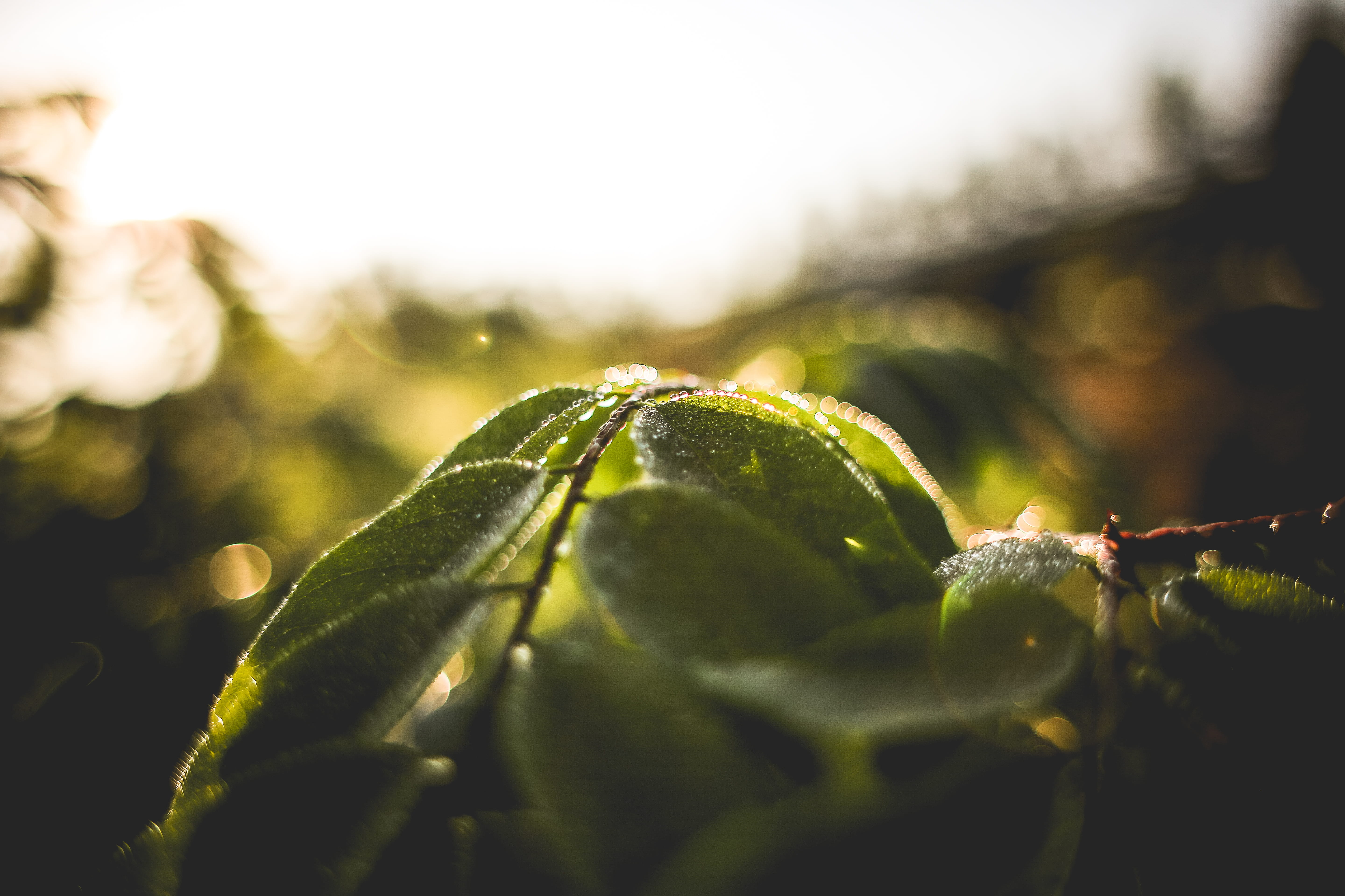 outdoors, backgrounds, drop, selective focus, dew, bud, day, green, close-up, beauty In Nature, water, green Color, rain, macro, summer, focus on foreground, HD Wallpaper