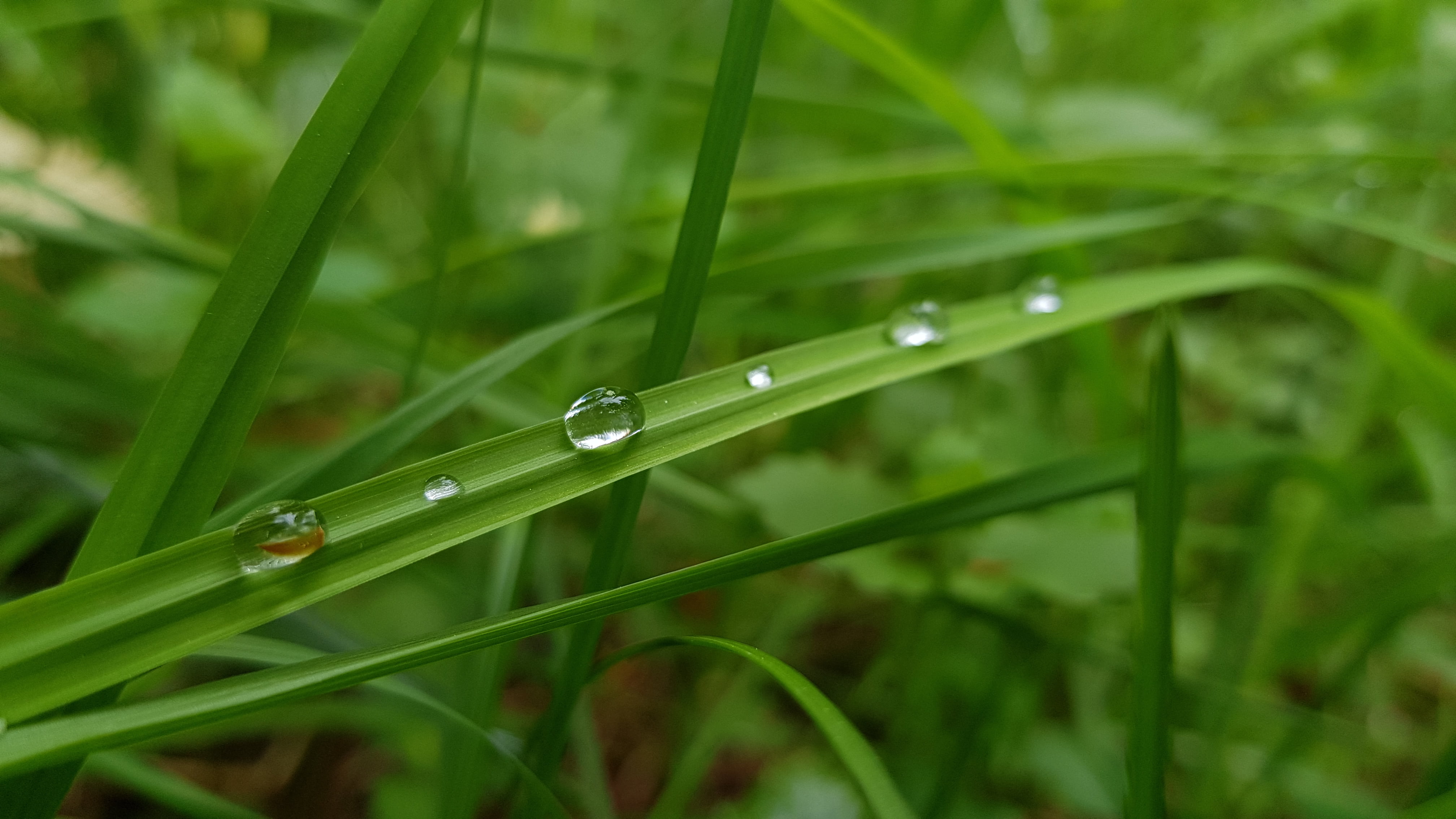 rain, rainy season, waterdrops, dewdrops, selective focus, fresh, droplets, beauty in nature, no people, lawn, environment, growth, plant, raindrop, green, HD Wallpaper