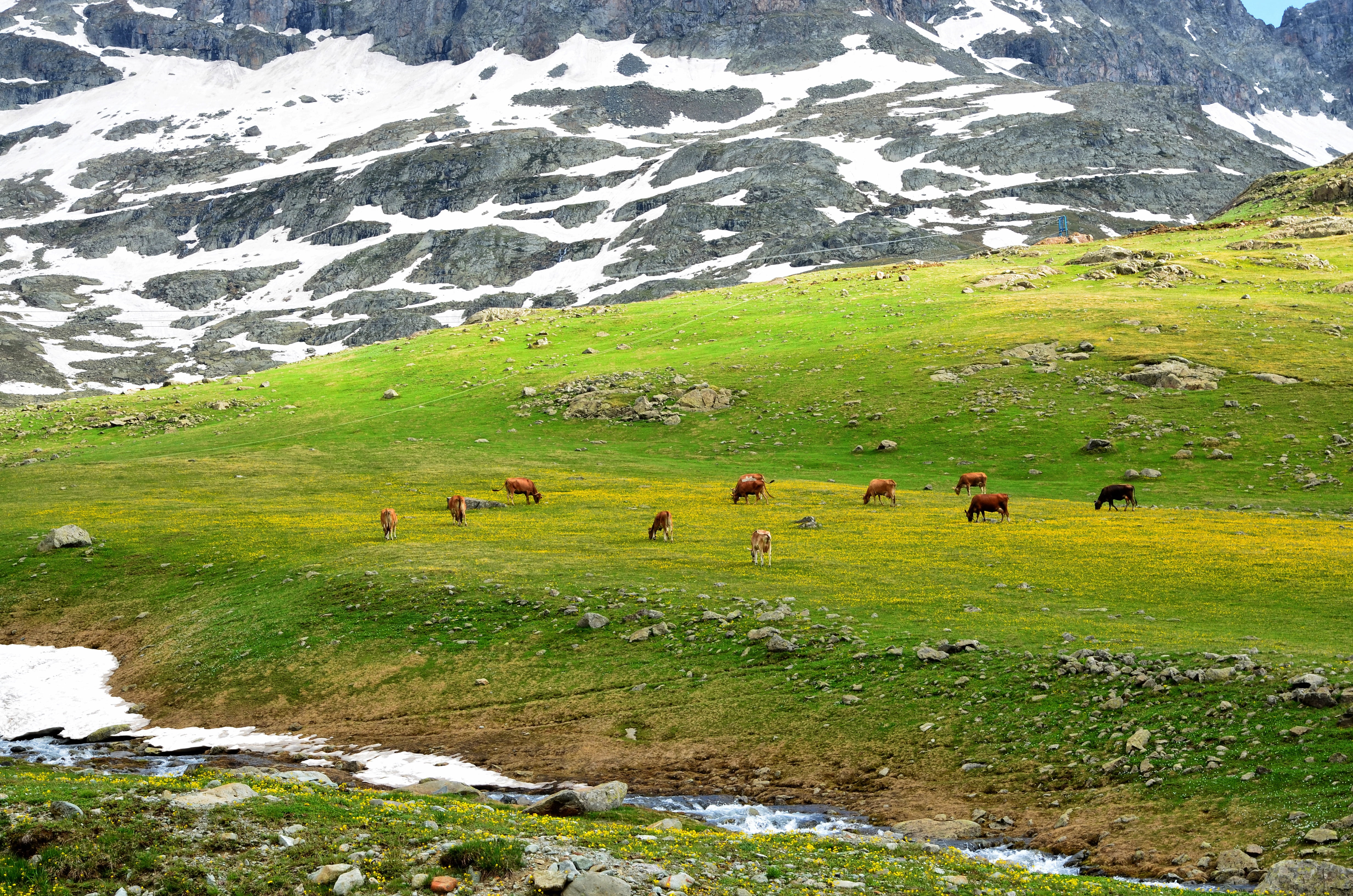 yellow flower, sky, natural life, animal themes, season, cattle, mountains, from gateway, field, domestic, natural turkey, great, summer, outdoor, outdoors, HD Wallpaper