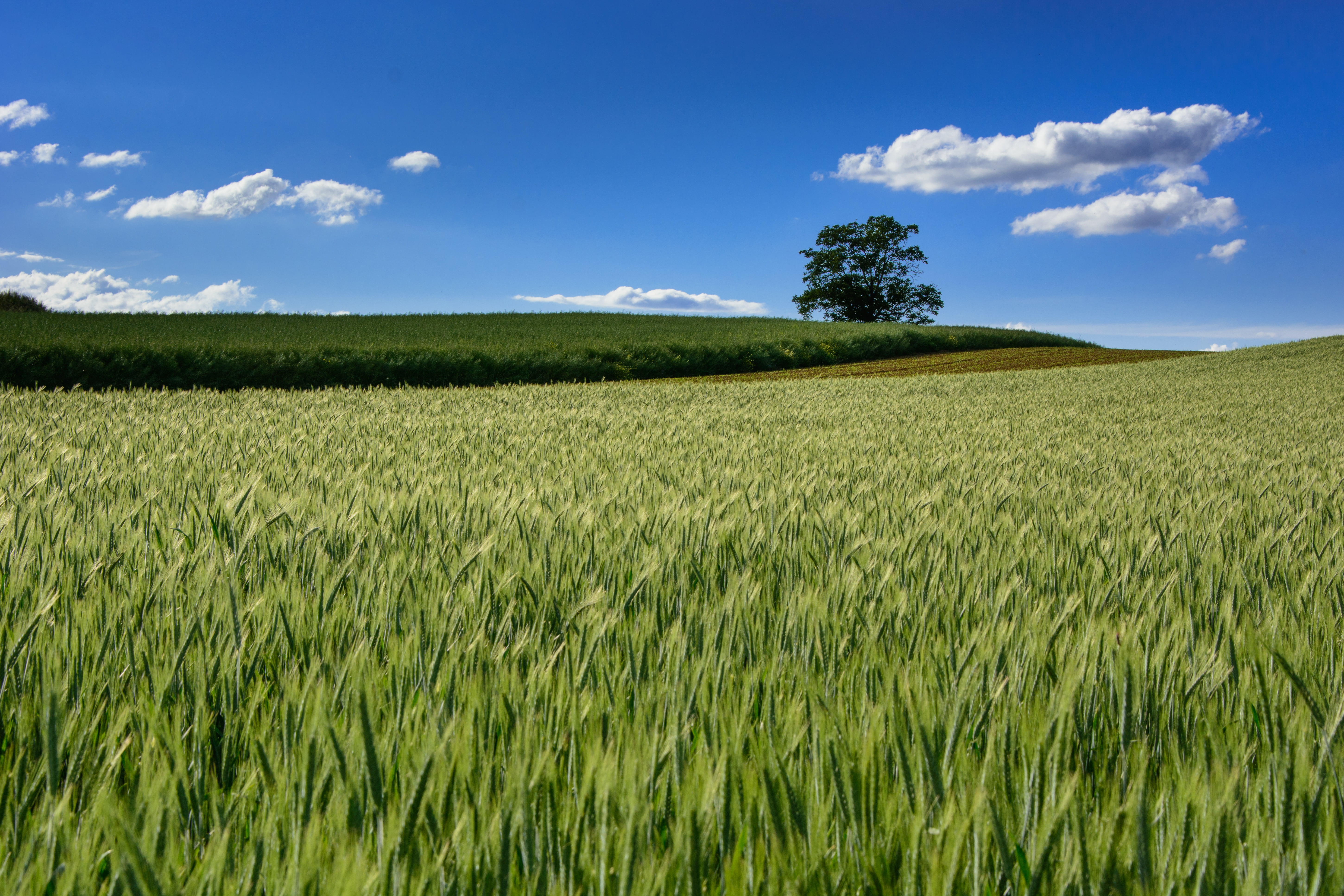 land, wheat, landscape, cereal Plant, 5K, DSC, photography, sun  green, time  landscape, clouds, grass field, landscapes, outdoors, green, crop, sky, plant, HD Wallpaper