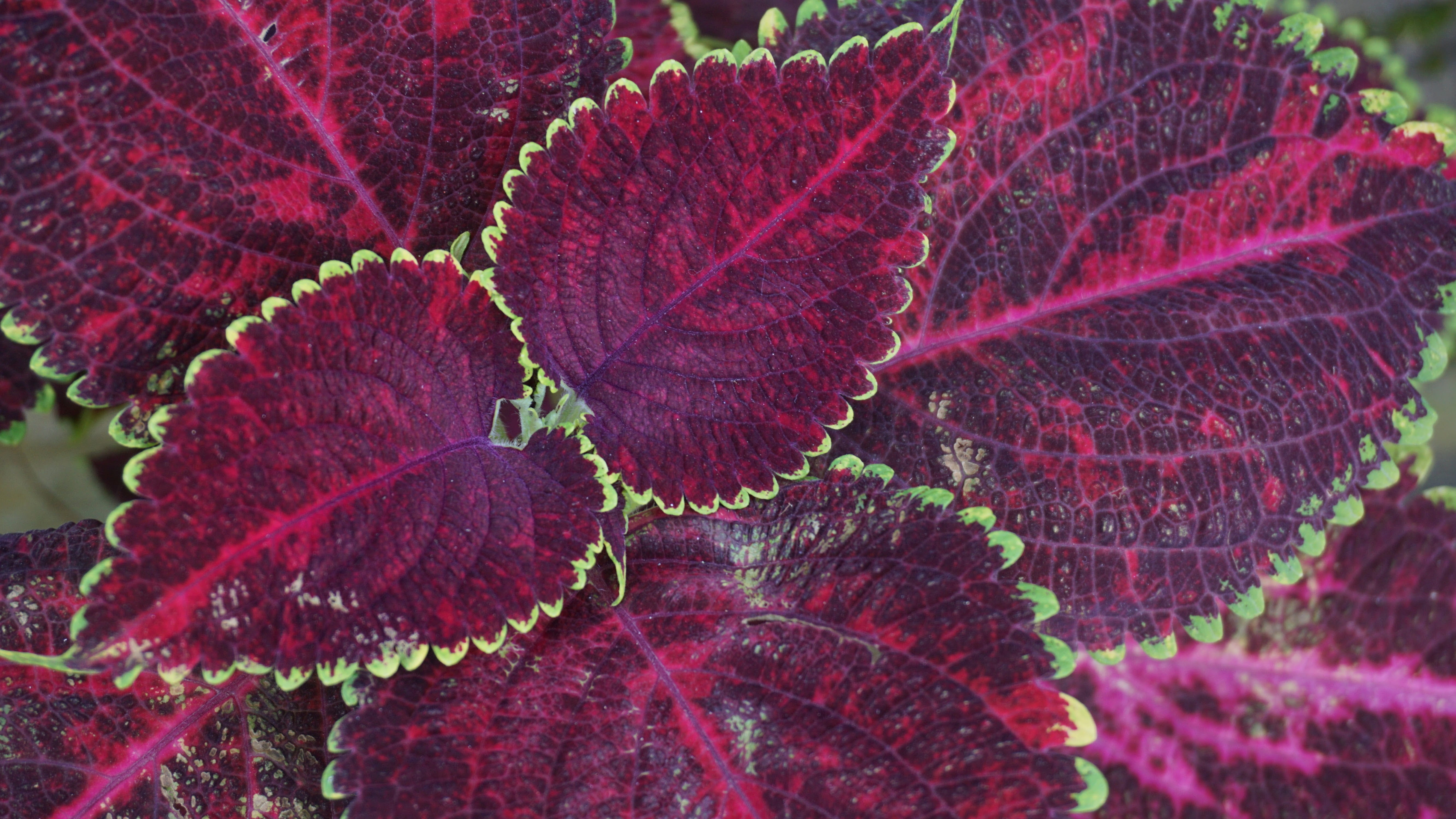 art, fall, pink color, abstract, flora, decoration, plant, leaves, colored, nature, houseplants, leaf vein, texture, full frame, colorful, purple, HD Wallpaper