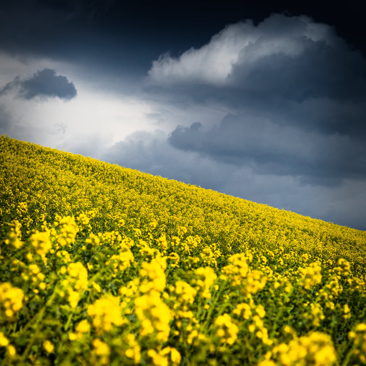 München, canola, favorite, light, europe, fullframe, landscape, lens, munich, mm, springtime, Deutschland, yellow, crop, pics, fights, Maisach, agriculture, Phone HD Wallpaper