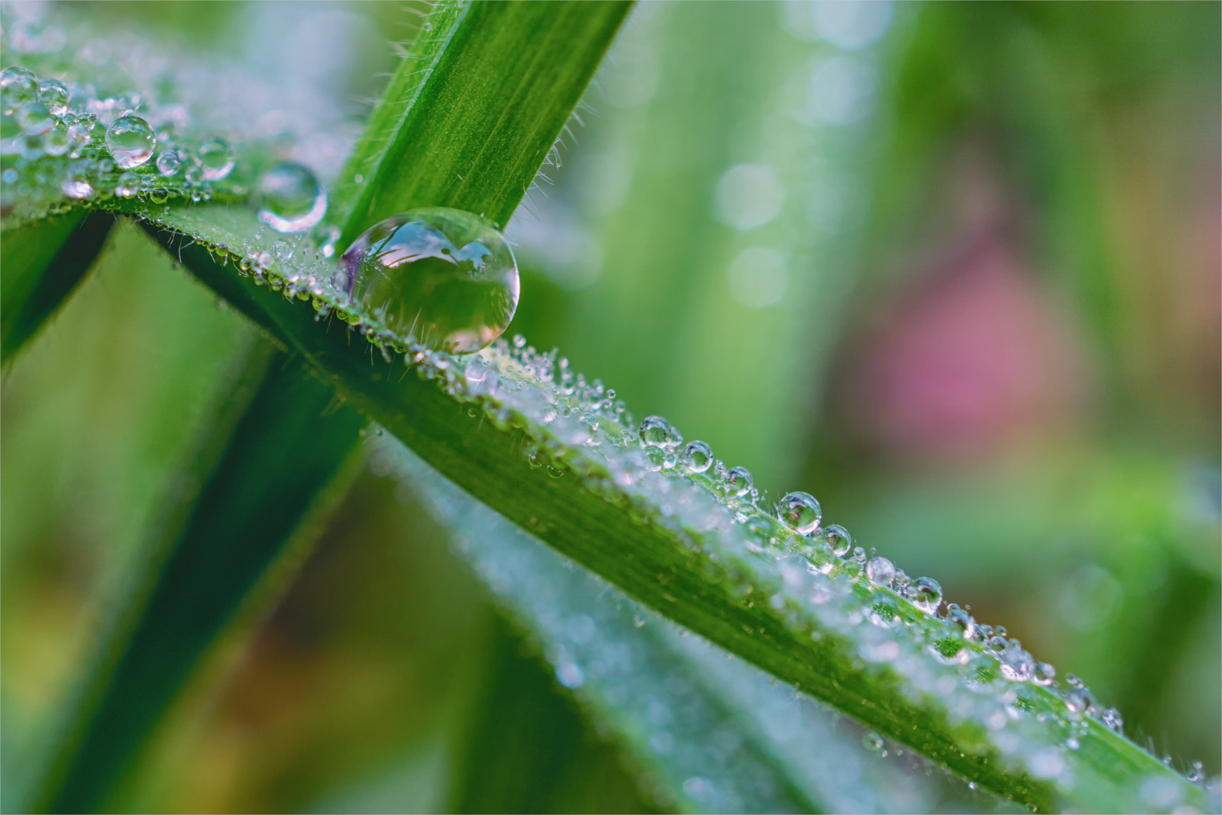 Wiese, freshness, raindrop, close-up, shot, Explore, Saarland, Meadow, Reimer, grün, wet, macro, grass, Deutschland, leaf, rain, liquid, plant, Natur, Mettlach, HD Wallpaper