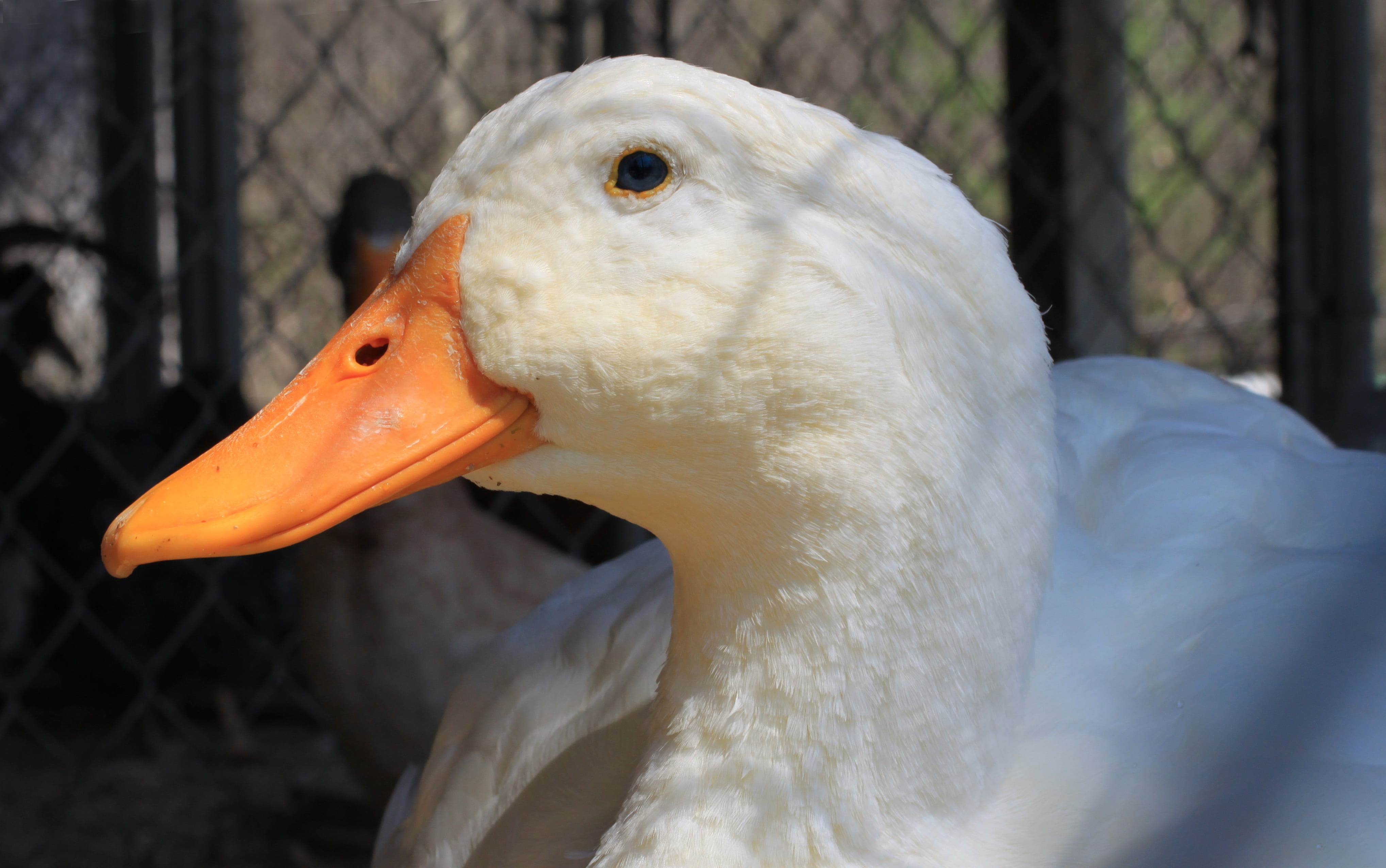 animals in the wild, attitude, outdoors, white, goose, pen, white color, focus on foreground, mature, feathers, animal head, fauna, animal wildlife, older, HD Wallpaper