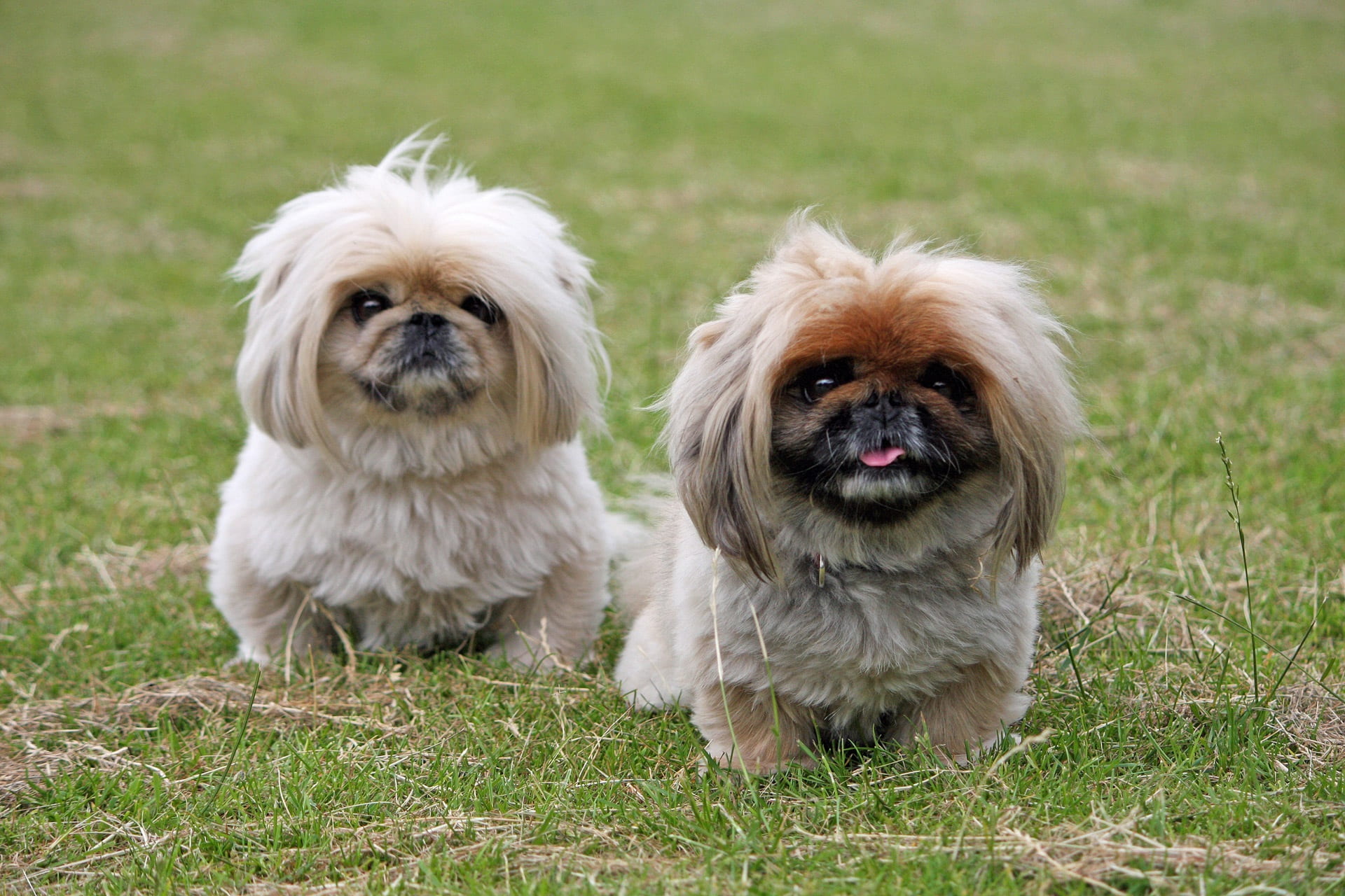 dogs, pedigree, group of animals, adorable, lap dog, looking at camera, long, hair, animal, breed, furry, shih tzu, mammal, 1080P, domestic animals, pekinese, HD Wallpaper