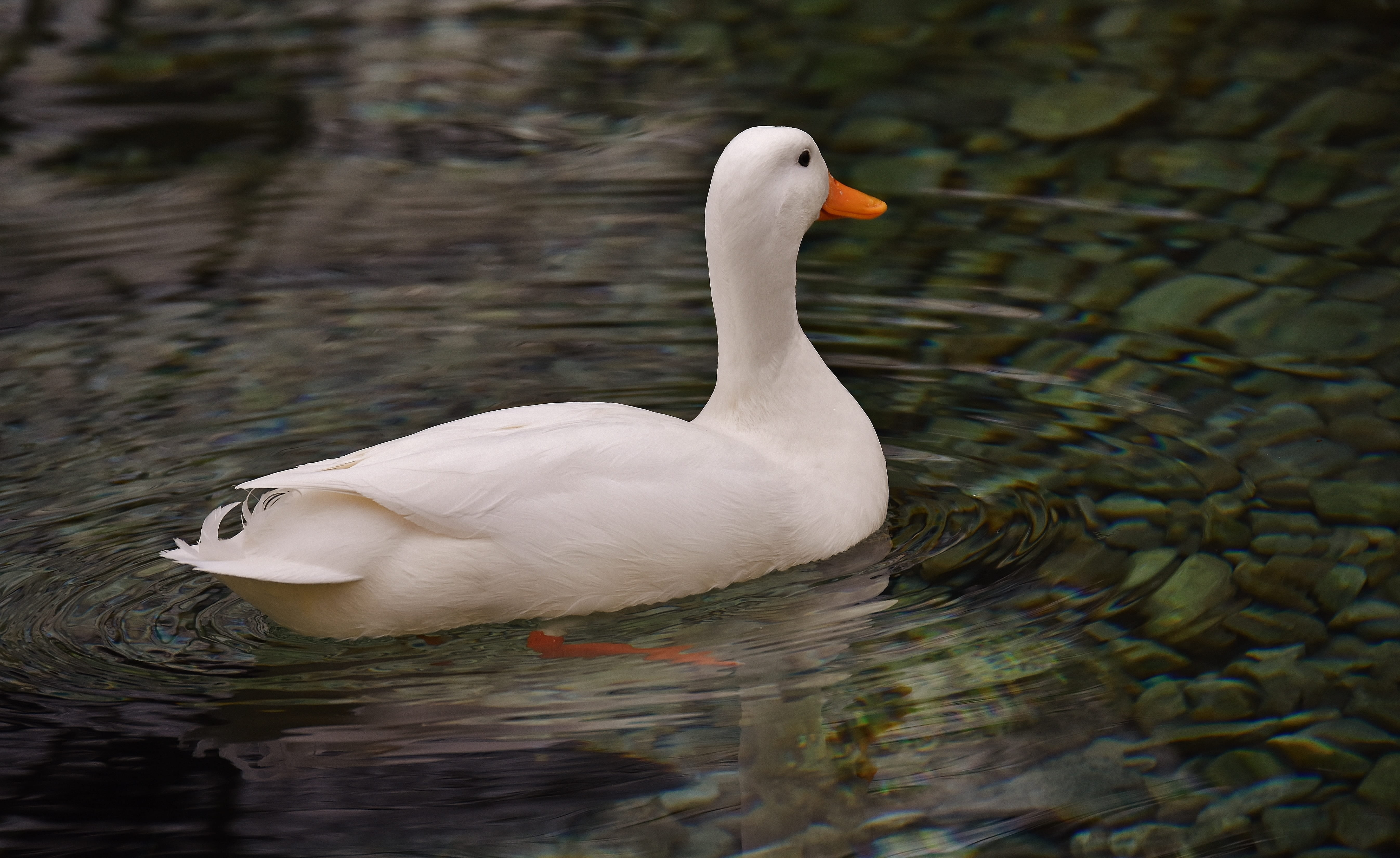 animal themes, vertebrate, reflection, day, house duck, animals in the wild, cute, animal wildlife, bird, swimming, 5K, water, lake, no people, animal neck, HD Wallpaper