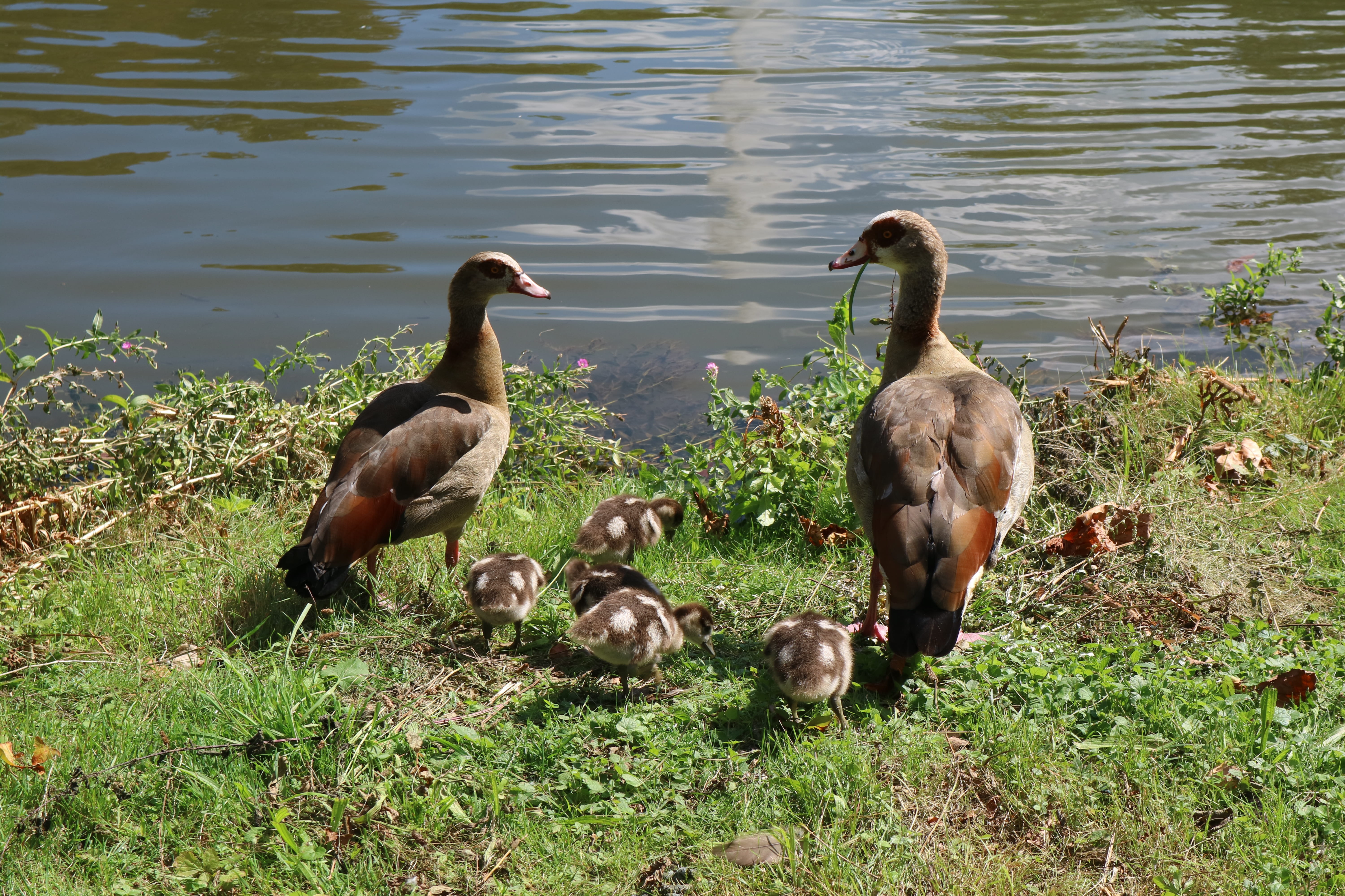 grass, peking duck, animal, gosling, wildlife photography, young animals, nature, lake, young animal, vertebrate, 5K, ducks, animal family, day, water, HD Wallpaper