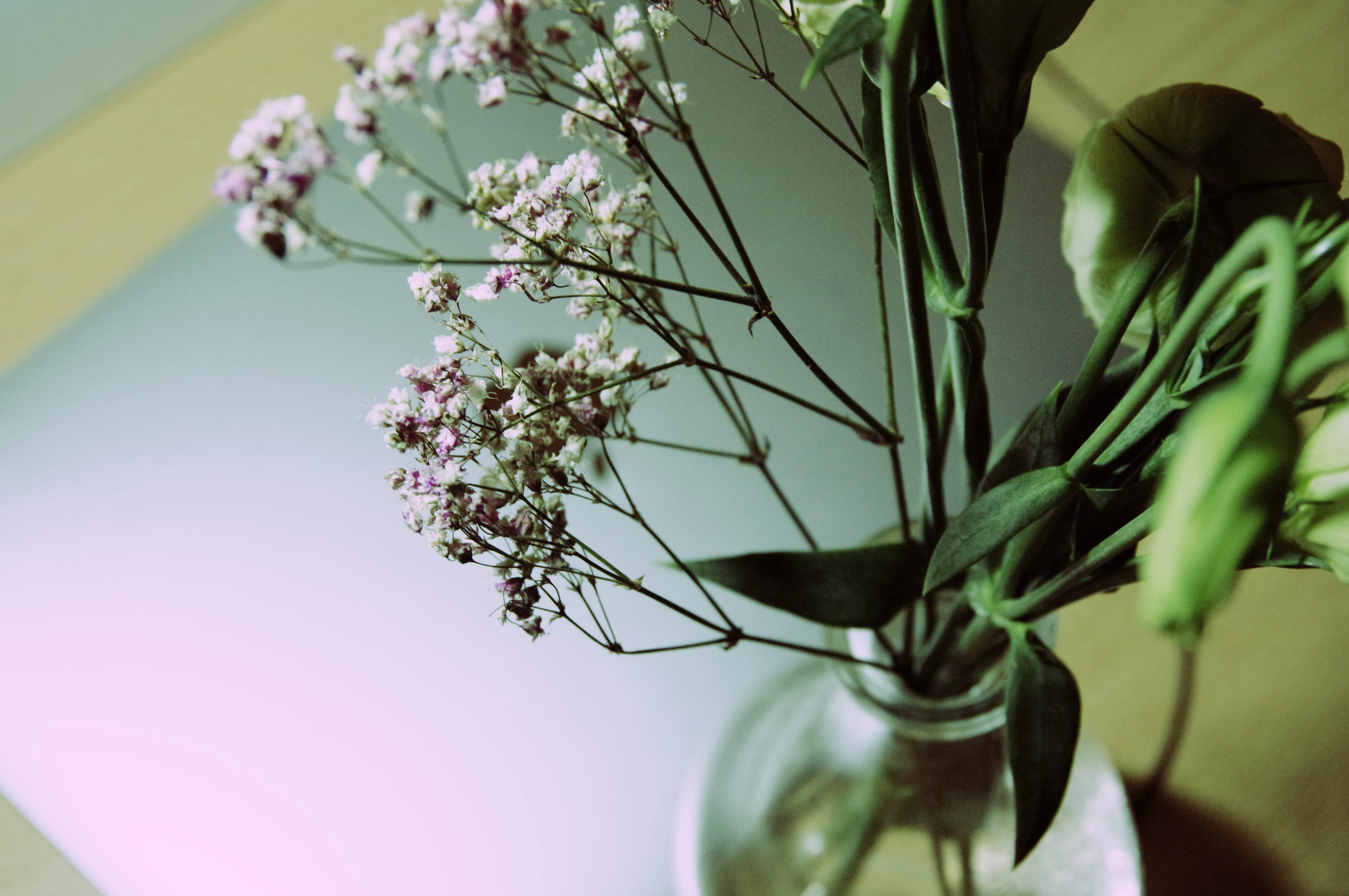selective focus, indoor, bouquet, fragility, flower arrangement, petal, outdoors, cherry tree, vase, china, blossom, peking university, no people, plant, HD Wallpaper