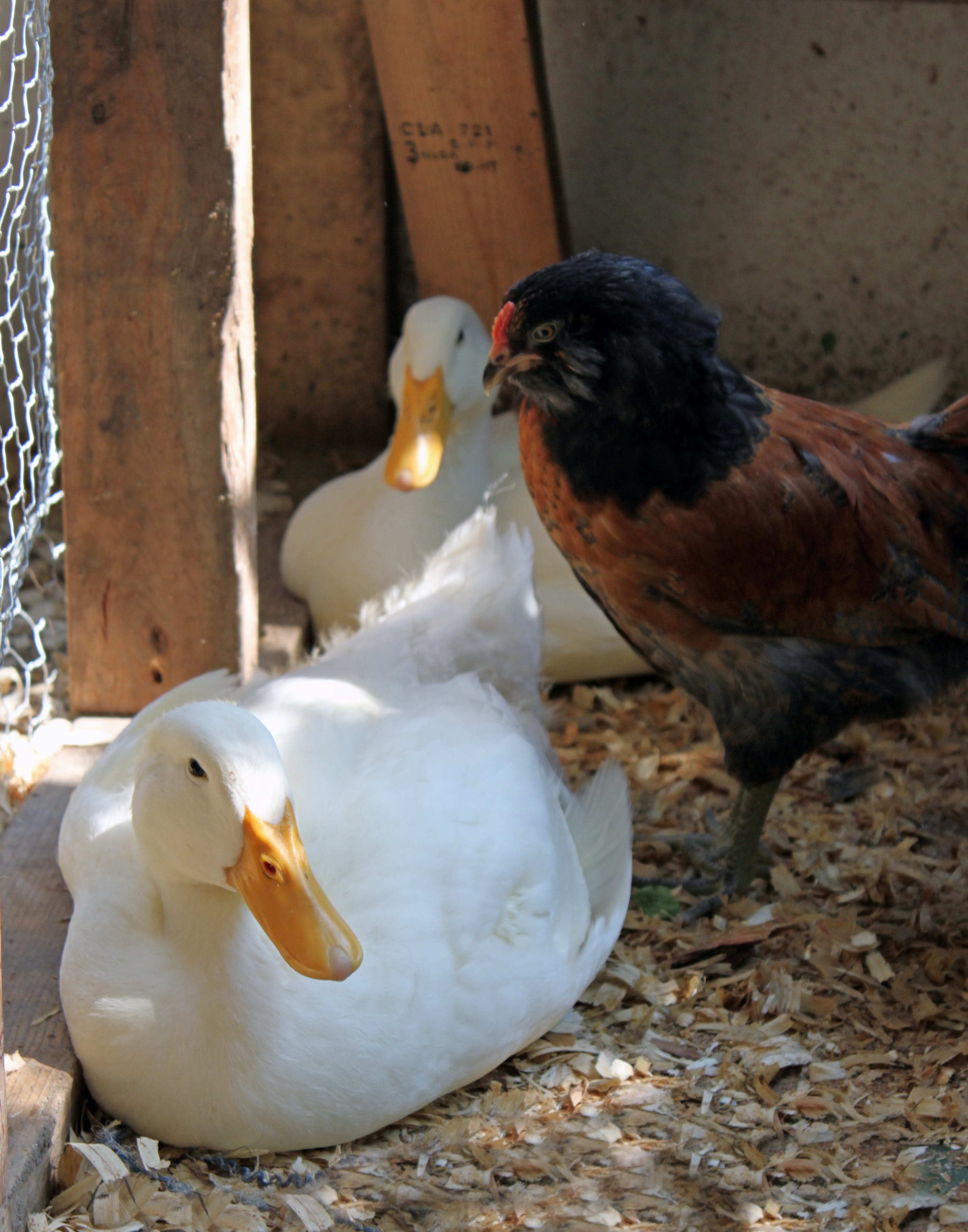 webbed, day, chicken, focus on foreground, animal family, farm, peking, livestock, bird, nature, close-up, group of animals, animals in the wild, pair, Phone HD Wallpaper
