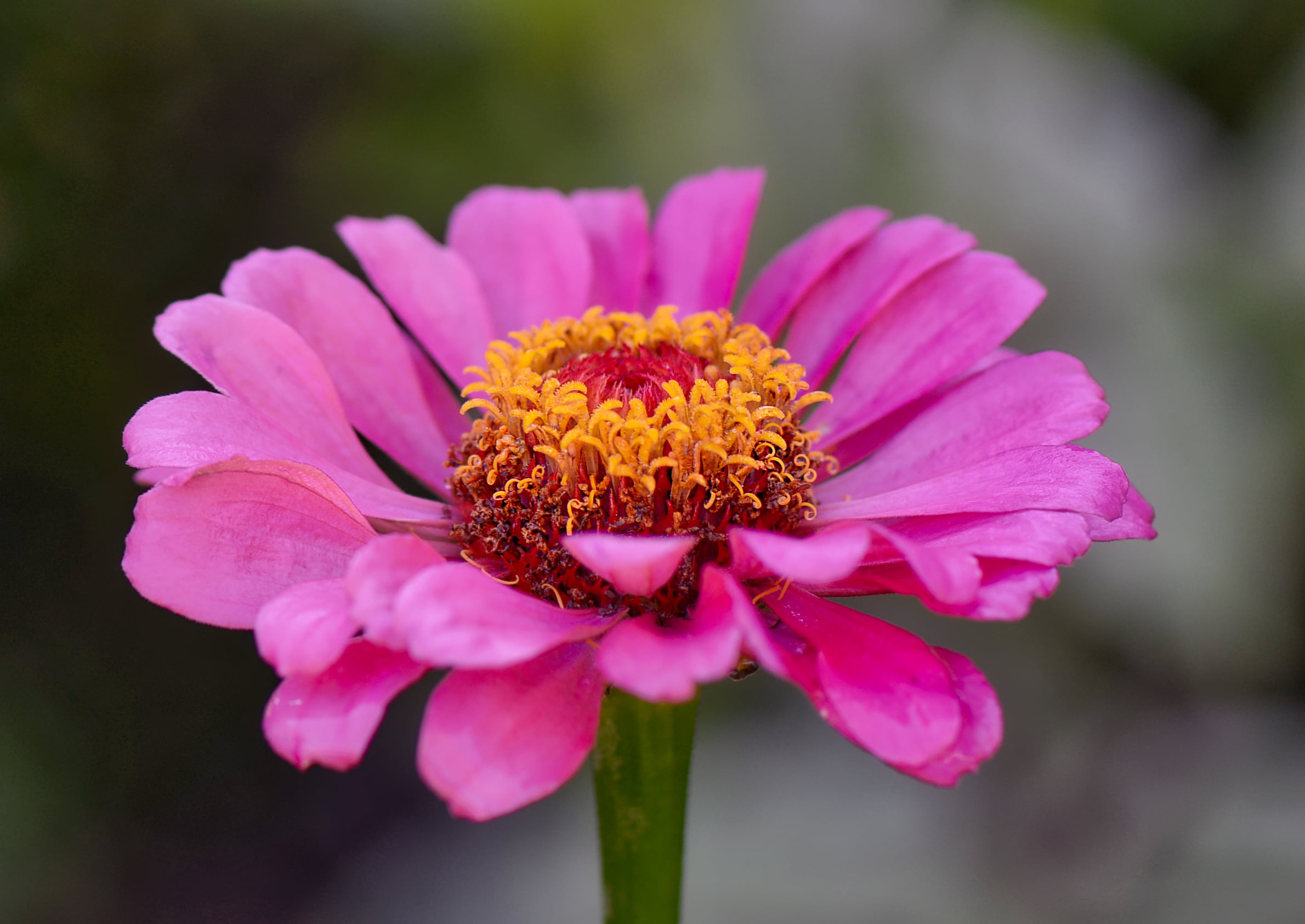 close-up, flower  flower, shadow, macro shot, macro, flower, Zinnia, shot, flower Head, summer, 1080P, petal, nature, pink, plant, HD Wallpaper
