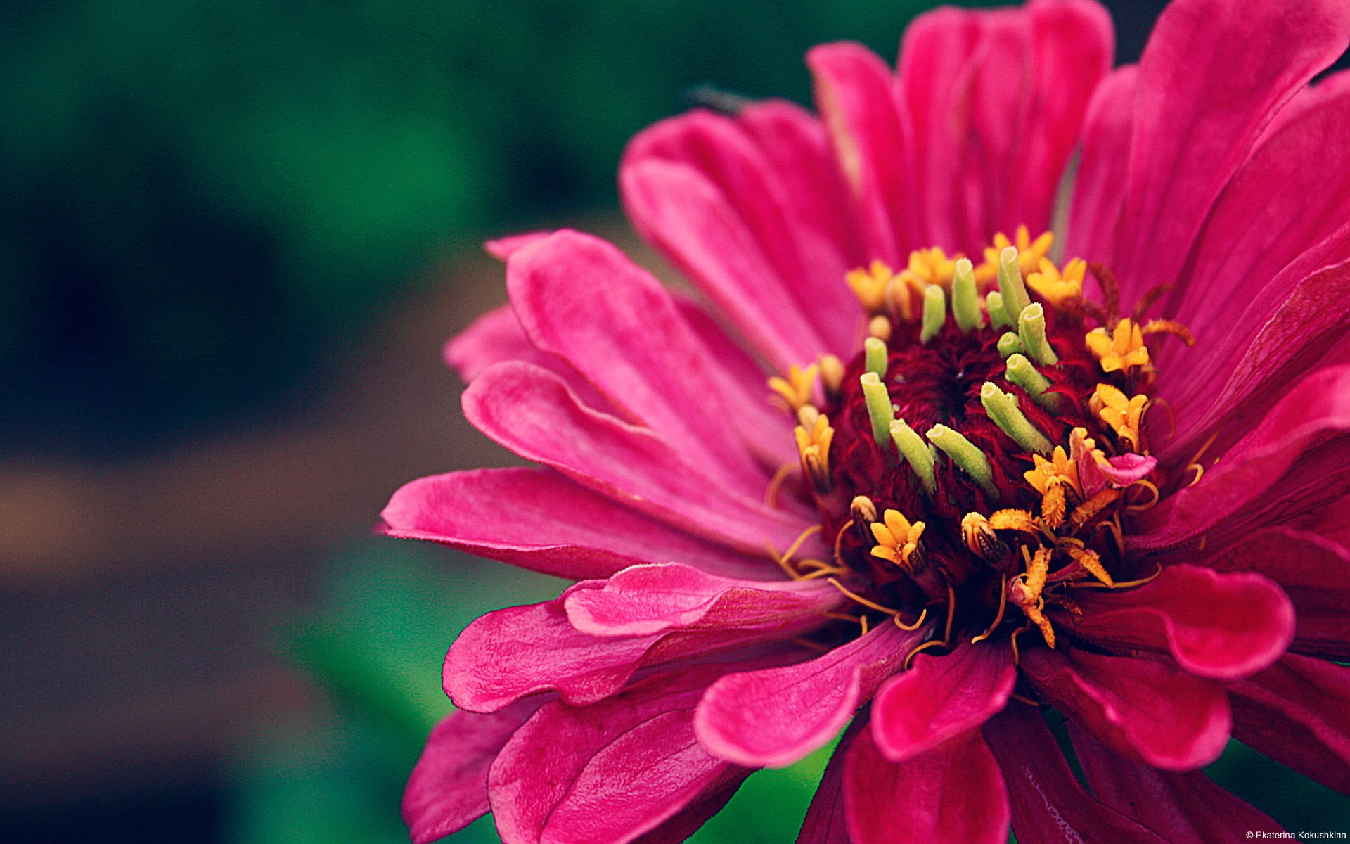 no people, vulnerability, close-up, 1080P, daisy, day, windows, bright, nature, focus on foreground, fragility, pink color, flower head, beauty in nature, HD Wallpaper