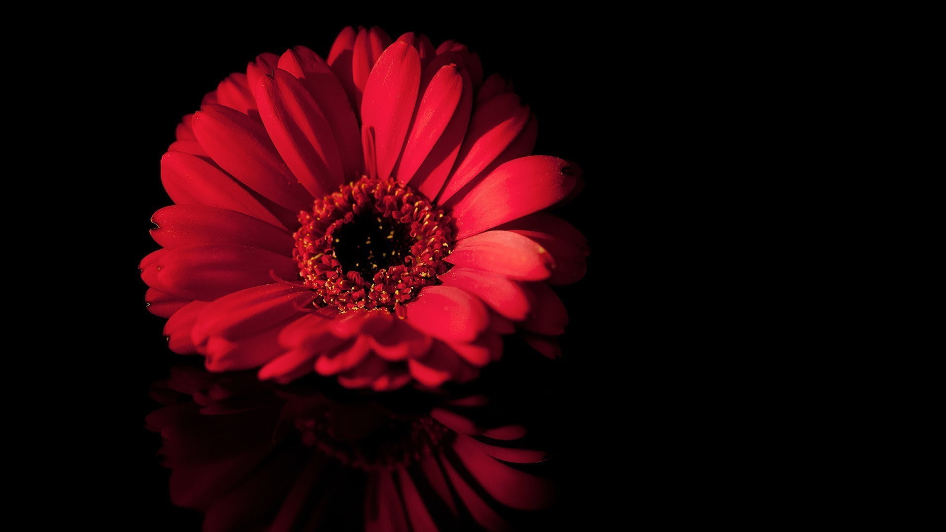1080P, studio shot, fragility, pollen, vulnerability, inflorescence, red, flower, flowering plant, black background, close-up, beauty in nature, petal, HD Wallpaper