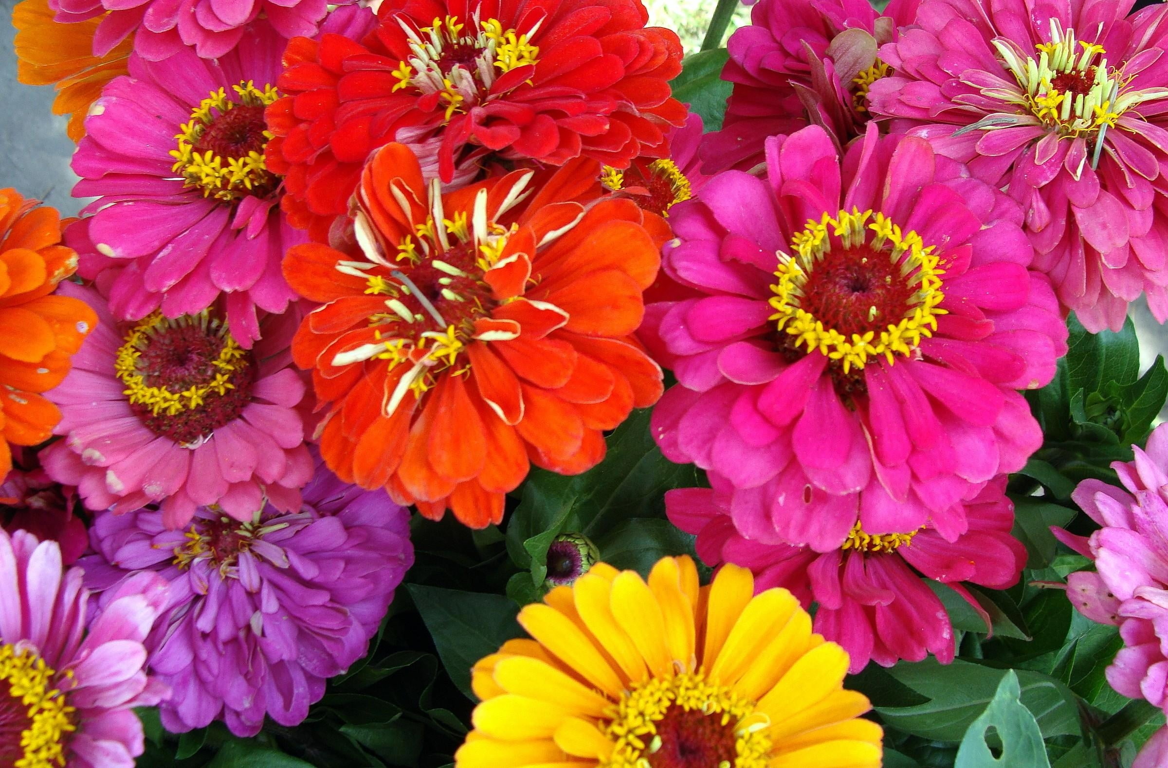 beauty In Nature, bunch of flowers, chrysanthemum, pink Color, high angle view, bouquet, nature, red, botany, growth, close-up, orange Color, outdoors, HD Wallpaper