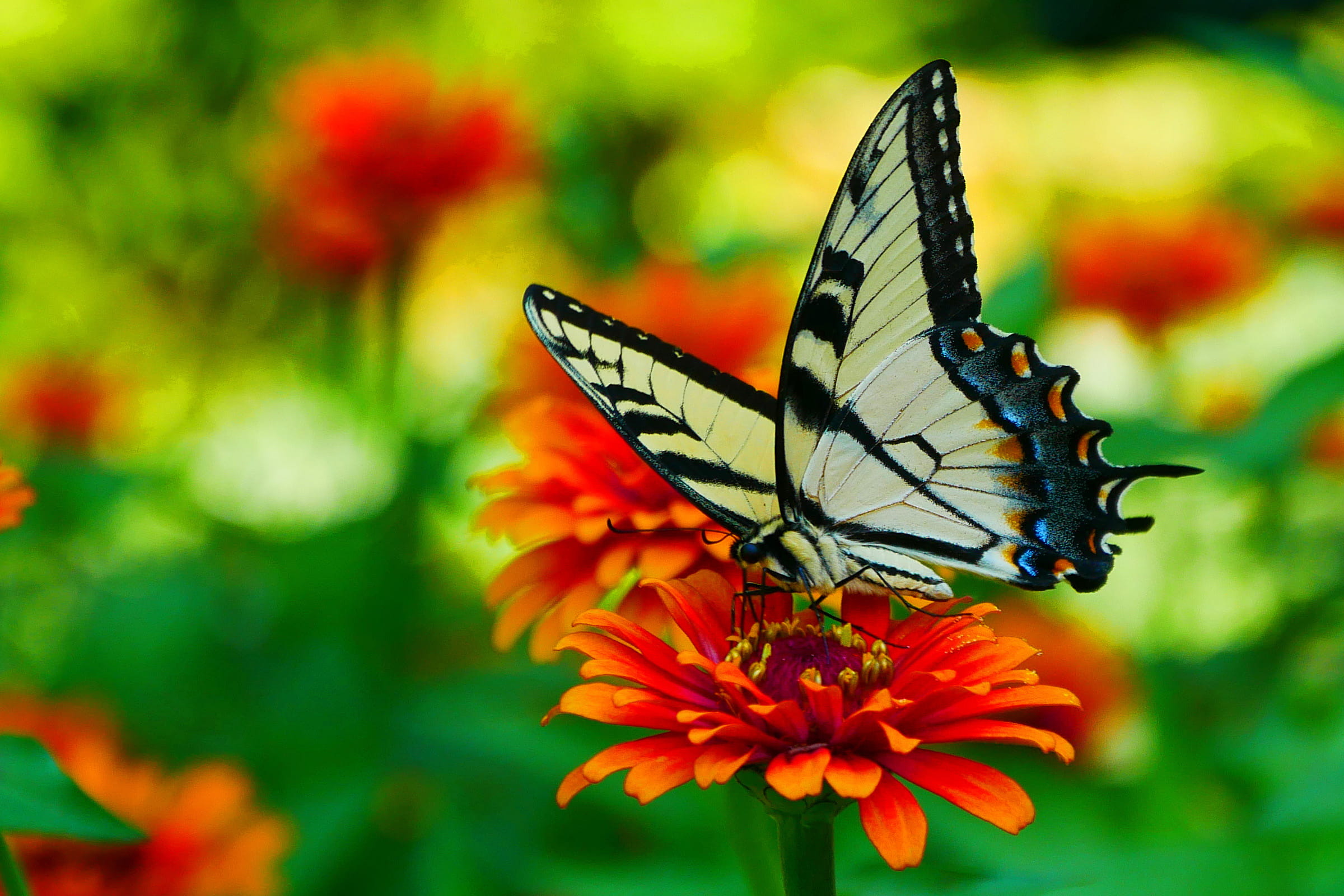 black, nature, fragility, animals in the wild, animal wing, pollination, yellow and black butterfly, butterfly, butterfly photos, no people, animal wildlife, HD Wallpaper