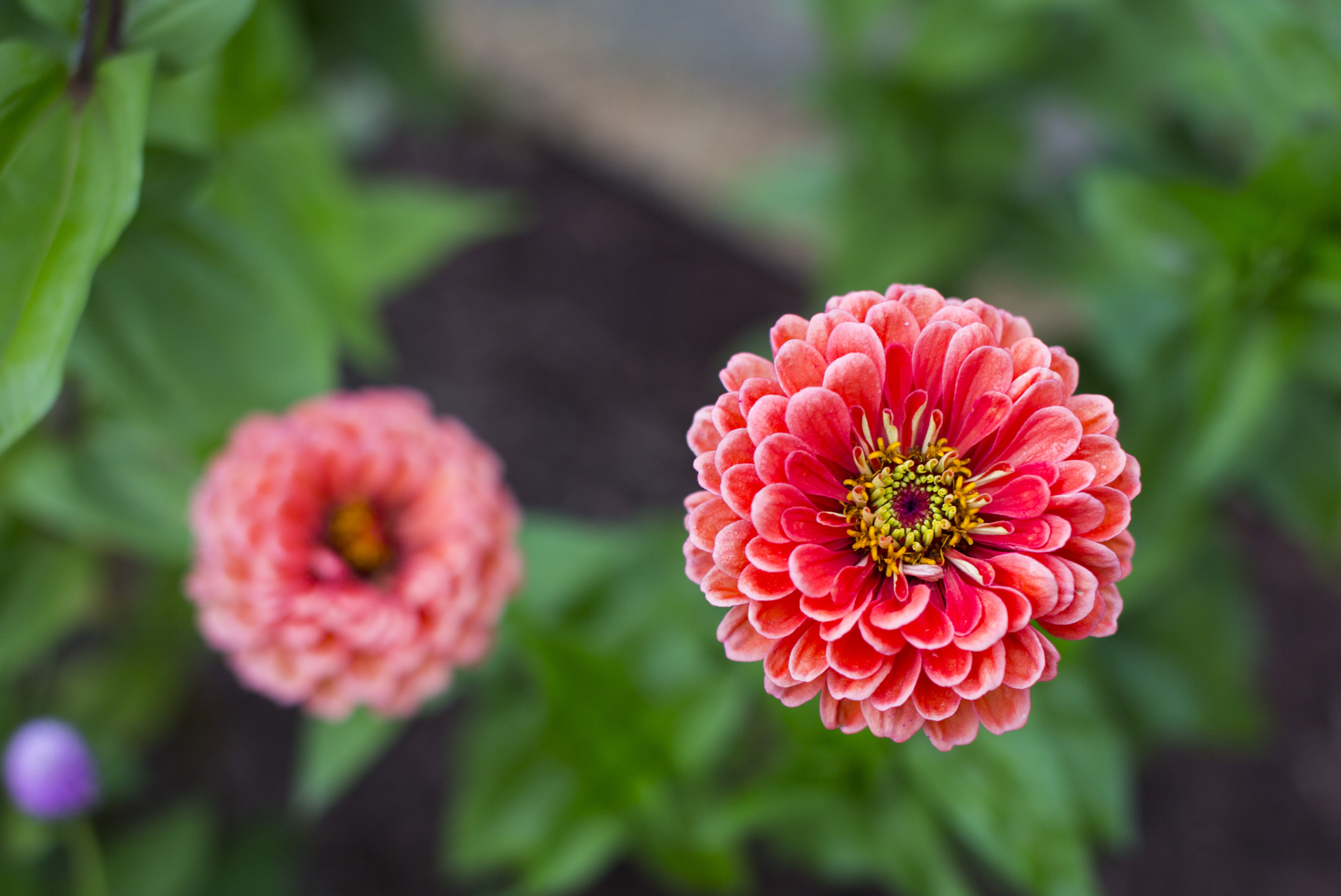 close-up, flower head, blur, no people, freshness, nature, white, petal, focus on foreground, flowering plant, pink color, pollen, petals, 4K, day, vulnerability, HD Wallpaper