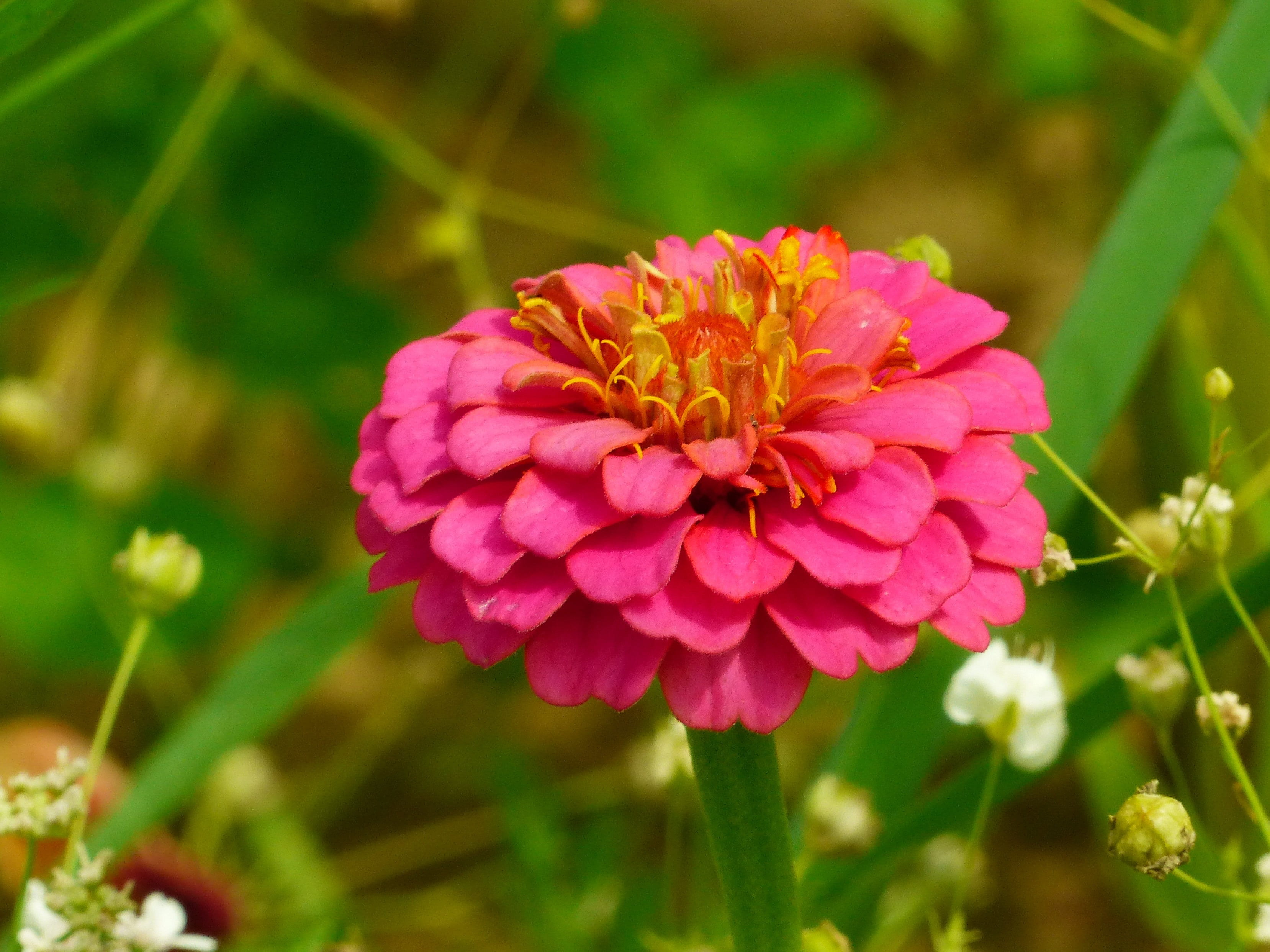flowering plant, plant, composites, zinniae, nature, springtime, petal, 2K, zinnia, flower, close-up, vulnerability, peony, colorful, day, pink color, HD Wallpaper