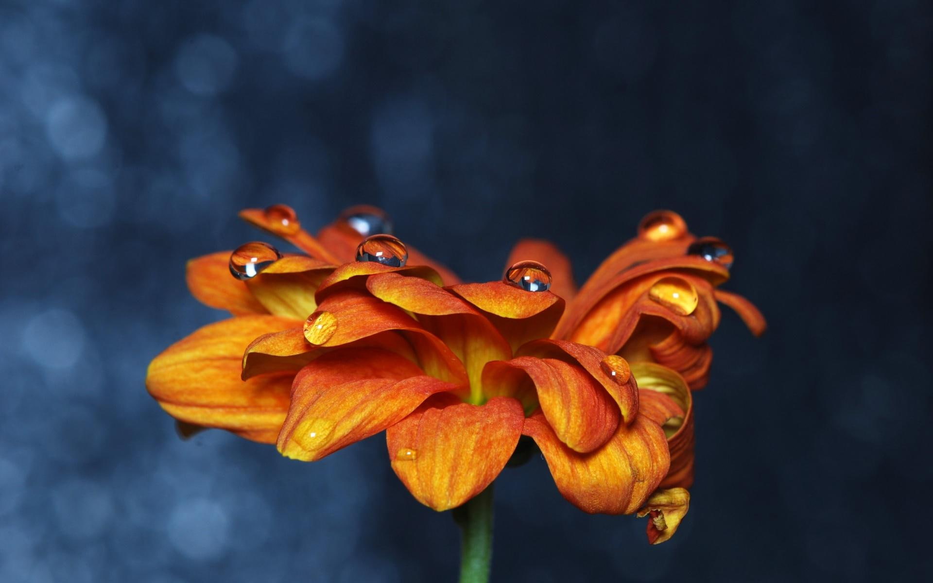 1920x1200, zinnia, petal, 1080P, flowers, flower, orange, HD Wallpaper
