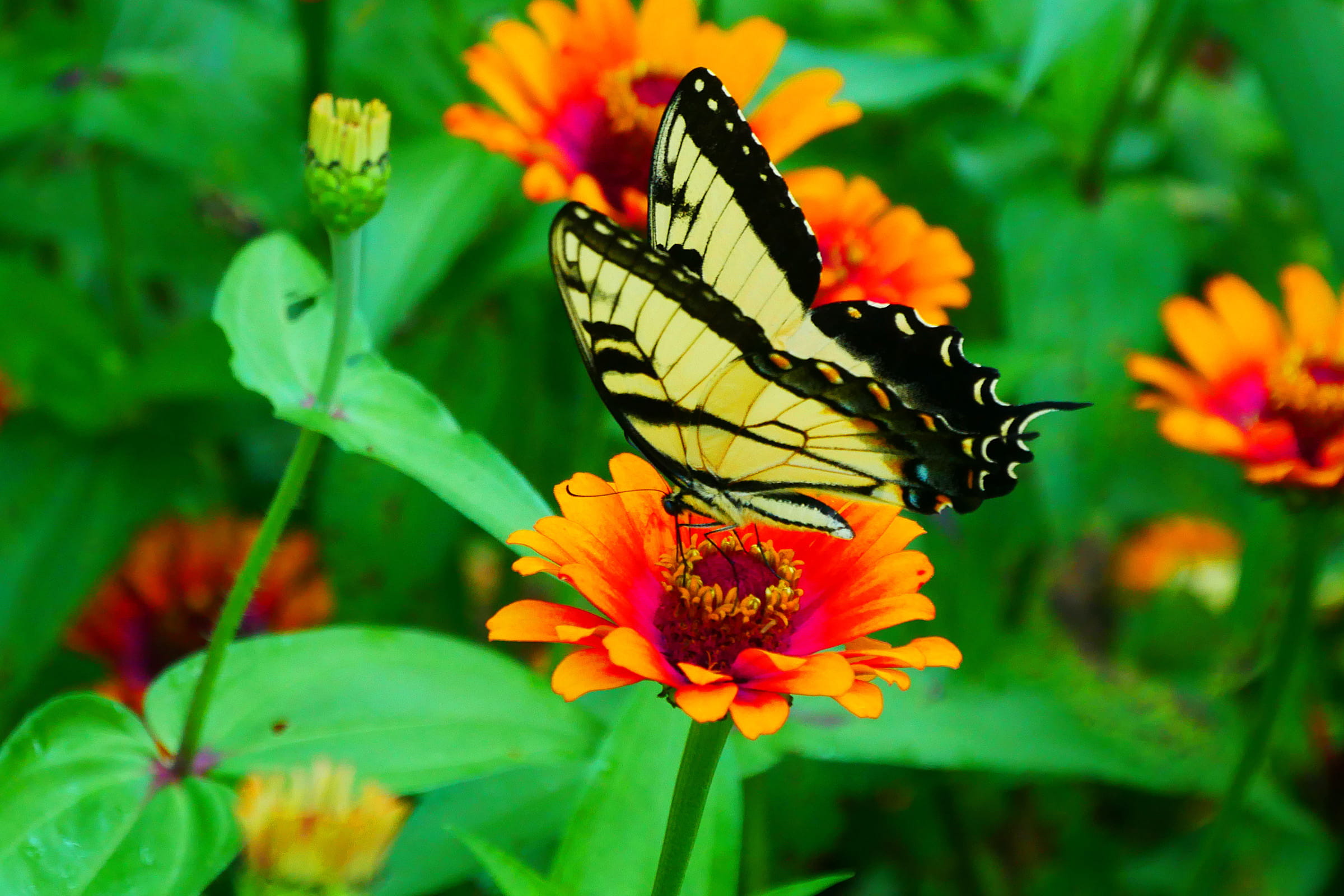 outdoors, butterfly - insect, animal wing, zinnia, animal, vulnerability, picture, swallowtail butterfly, papilio machaon, flower, animals in the wild, HD Wallpaper