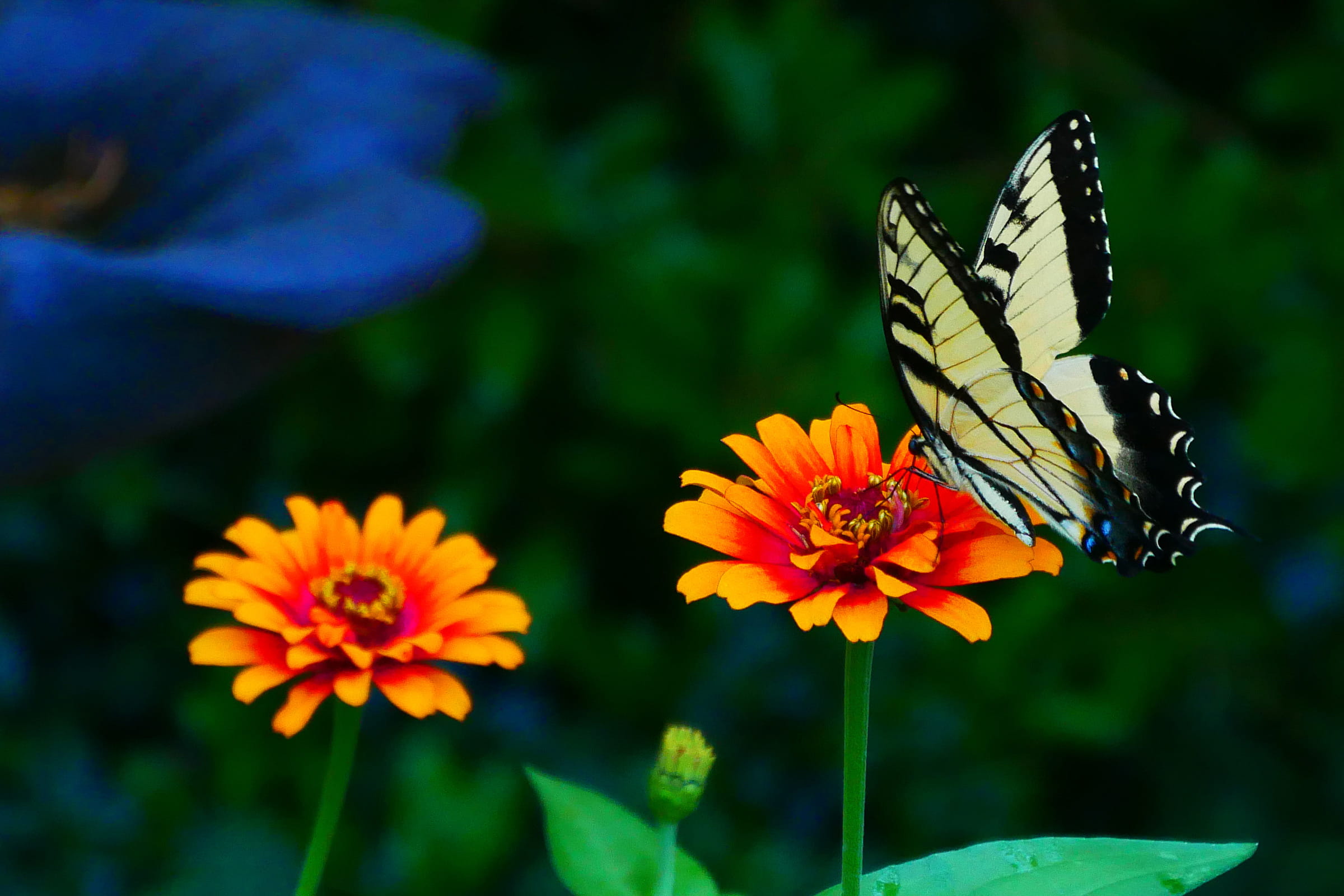butterfly photos, insect, animal themes, common yellow swallowtail, animal wing, yellow and black butterfly, invertebrate, pollen, outdoors, plant, petal, HD Wallpaper