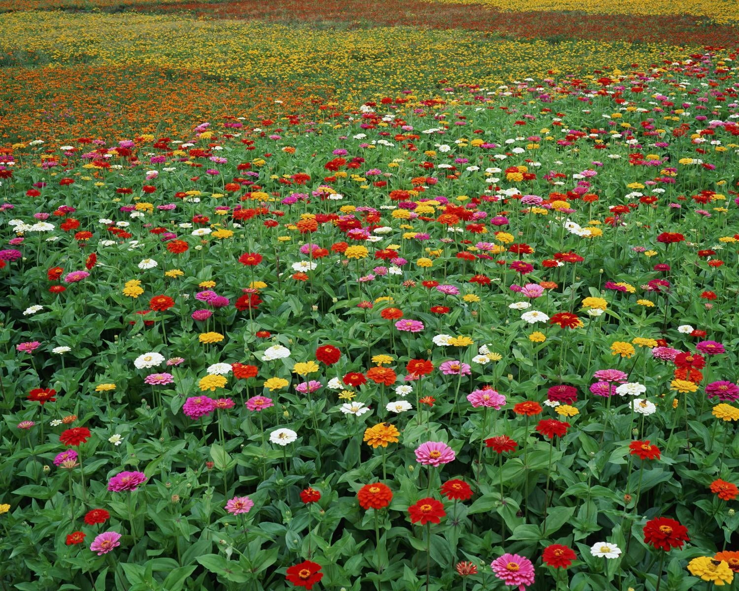 poppy, land, summer, close-up, fields, color, meadow, grass, zinnias, green Color, field, flower Head, flowerbed, green, blossom, abundance, petal, bright, HD Wallpaper