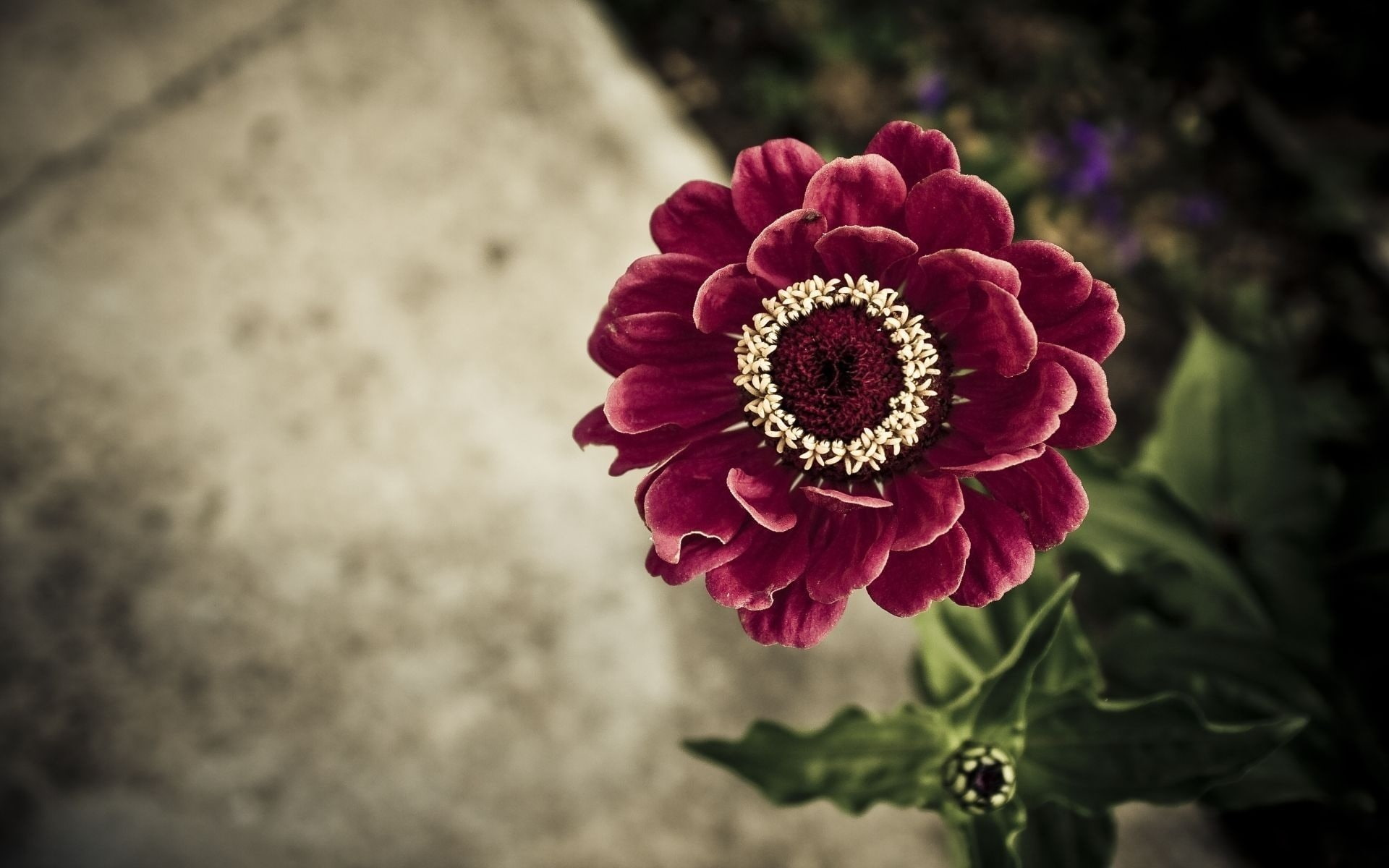 Flower, zinnia, Red, 1080P, Tsiniya, HD Wallpaper