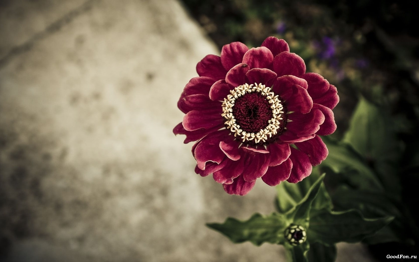720P, red, flower, hd, macro, zinnia, nature, HD Wallpaper