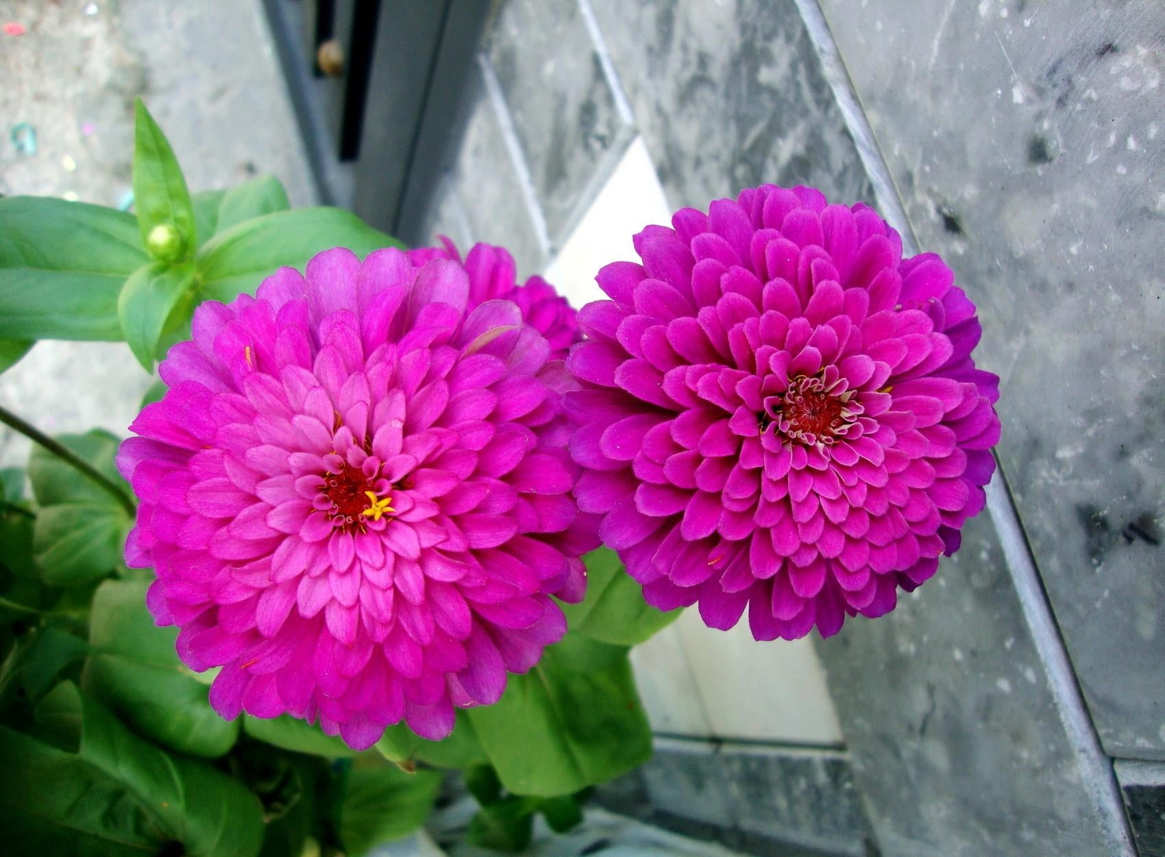 purple, inflorescence, pair, vulnerability, bouquet, high angle view, decoration, flower Head, flowers, green, flower, fragility, backgrounds, two, close up, HD Wallpaper