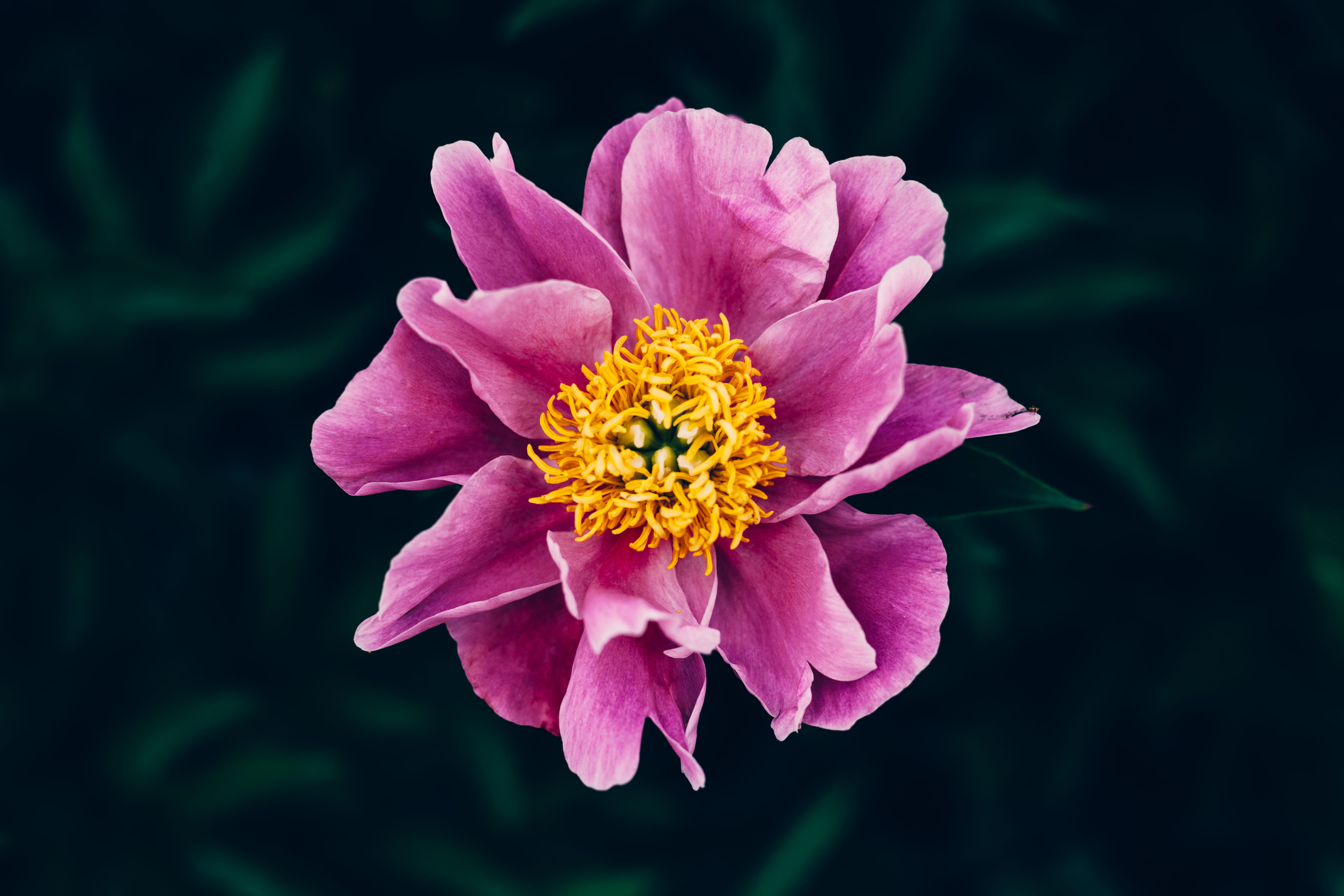 blossom, beautiful, selective, beauty, outside, pollen, purple, peony, summer, growth, vulnerability, spring, closeup, fragility, freshness, floer, flower head, HD Wallpaper