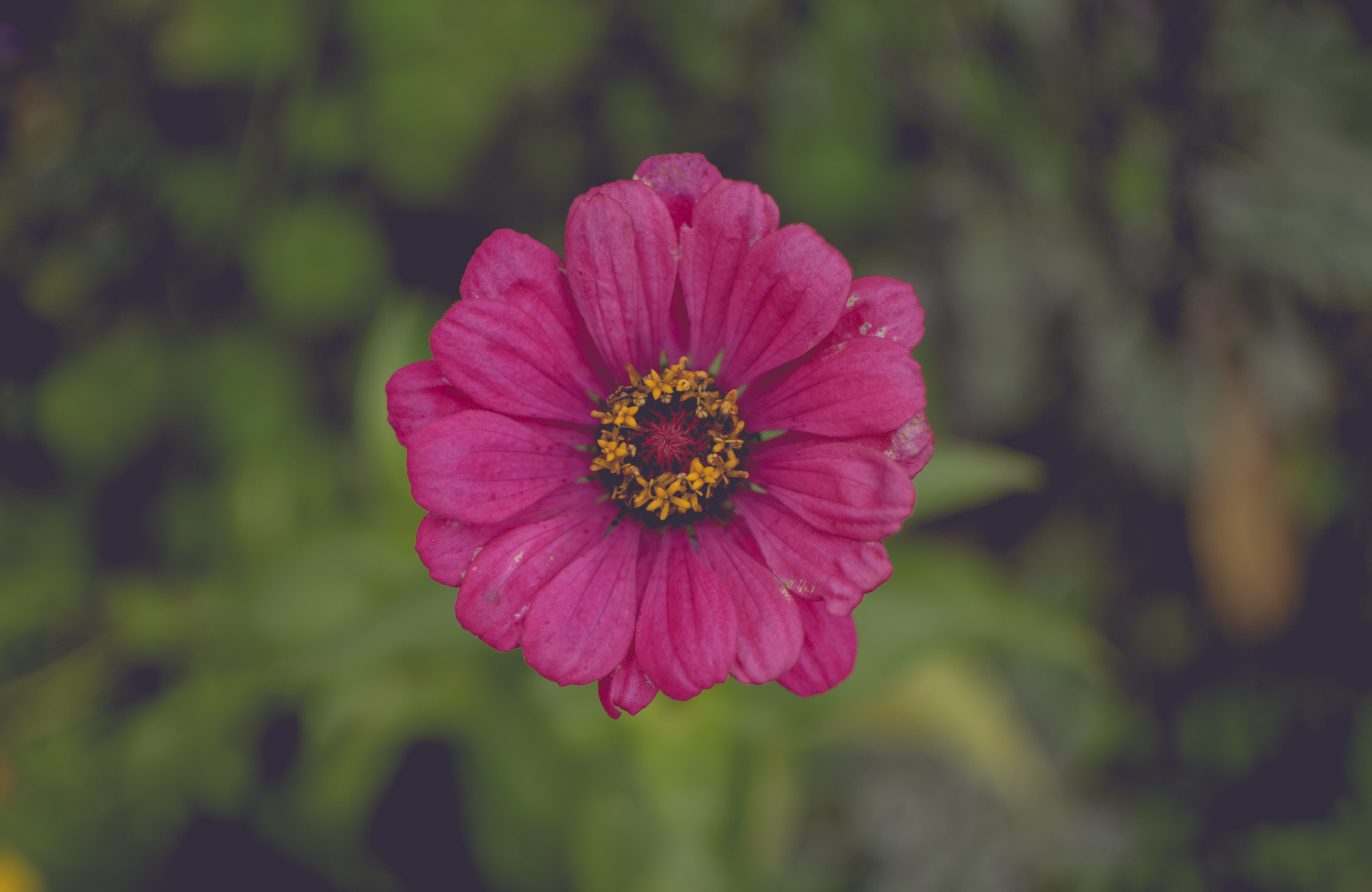 leaf, blossom, flower, petal, focus on foreground, plant, yellow, day, pink Color, backgrounds, flowering plant, summer, pink, daisy, cosmos Flower, red, HD Wallpaper