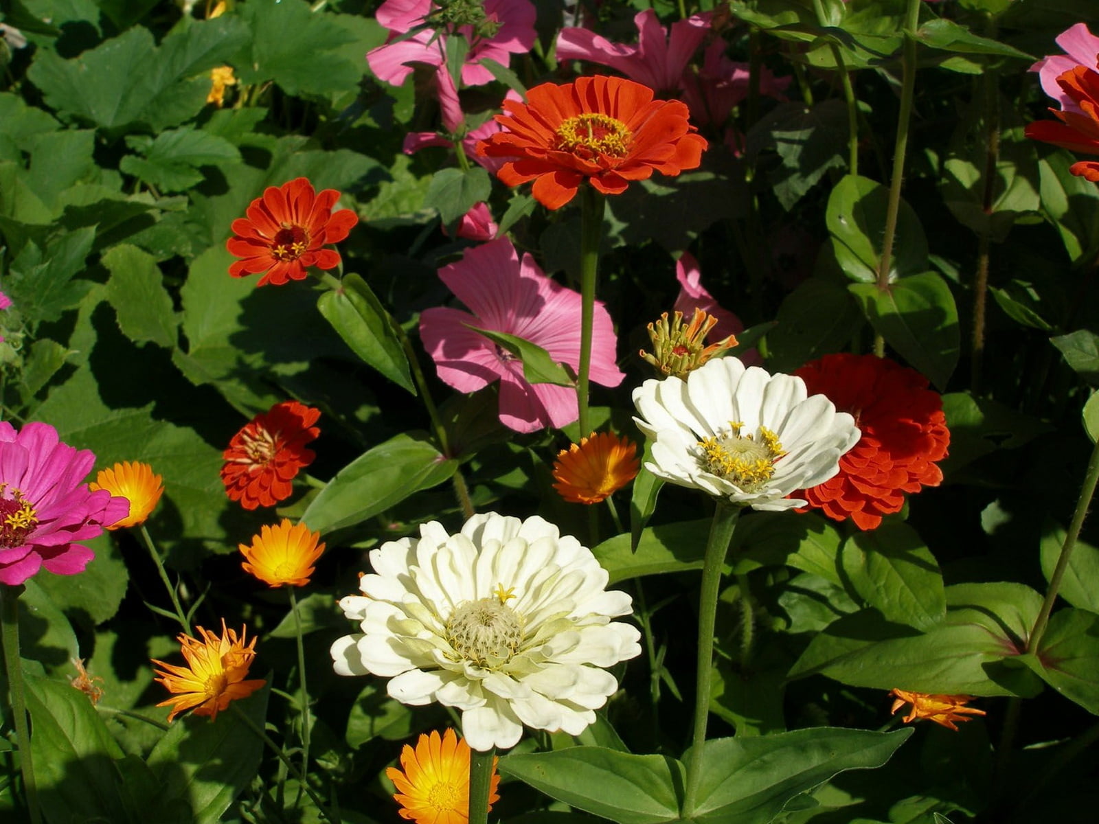 backgrounds, plant part, green, vibrant Color, blossom, flowerbed, season, close-up, flowering plant, daisy, leaf, gardening, flower, multi Colored, meadow, HD Wallpaper