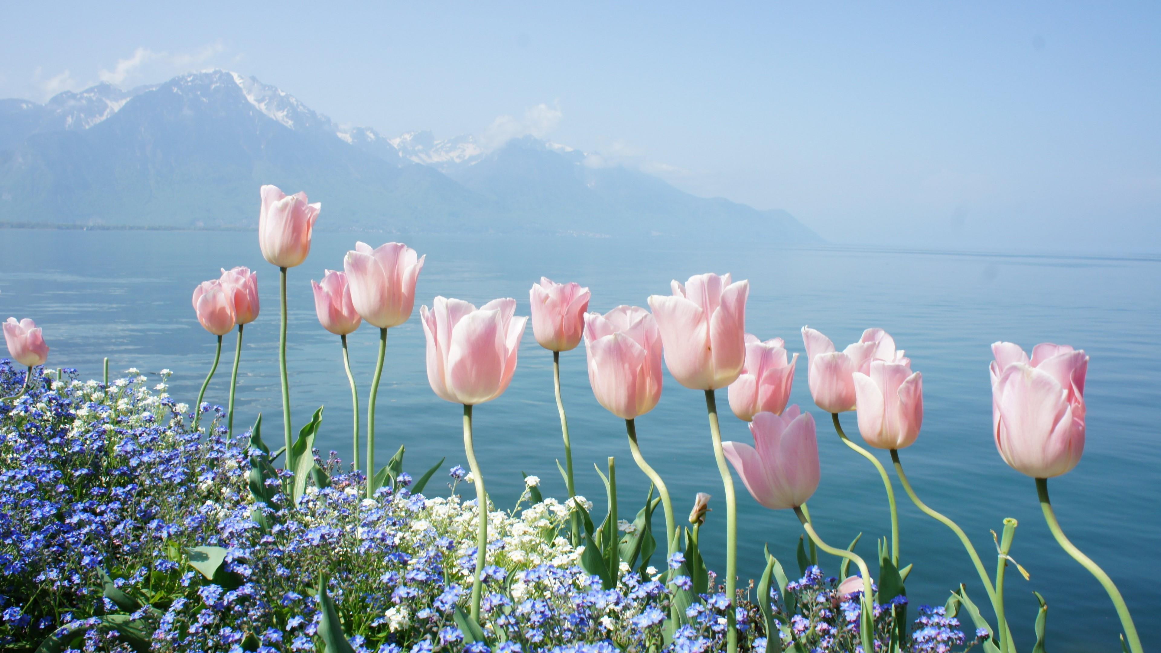 4K, sea, landscape, shore, coast, mountain, tulips, flower, spring, nature, HD Wallpaper