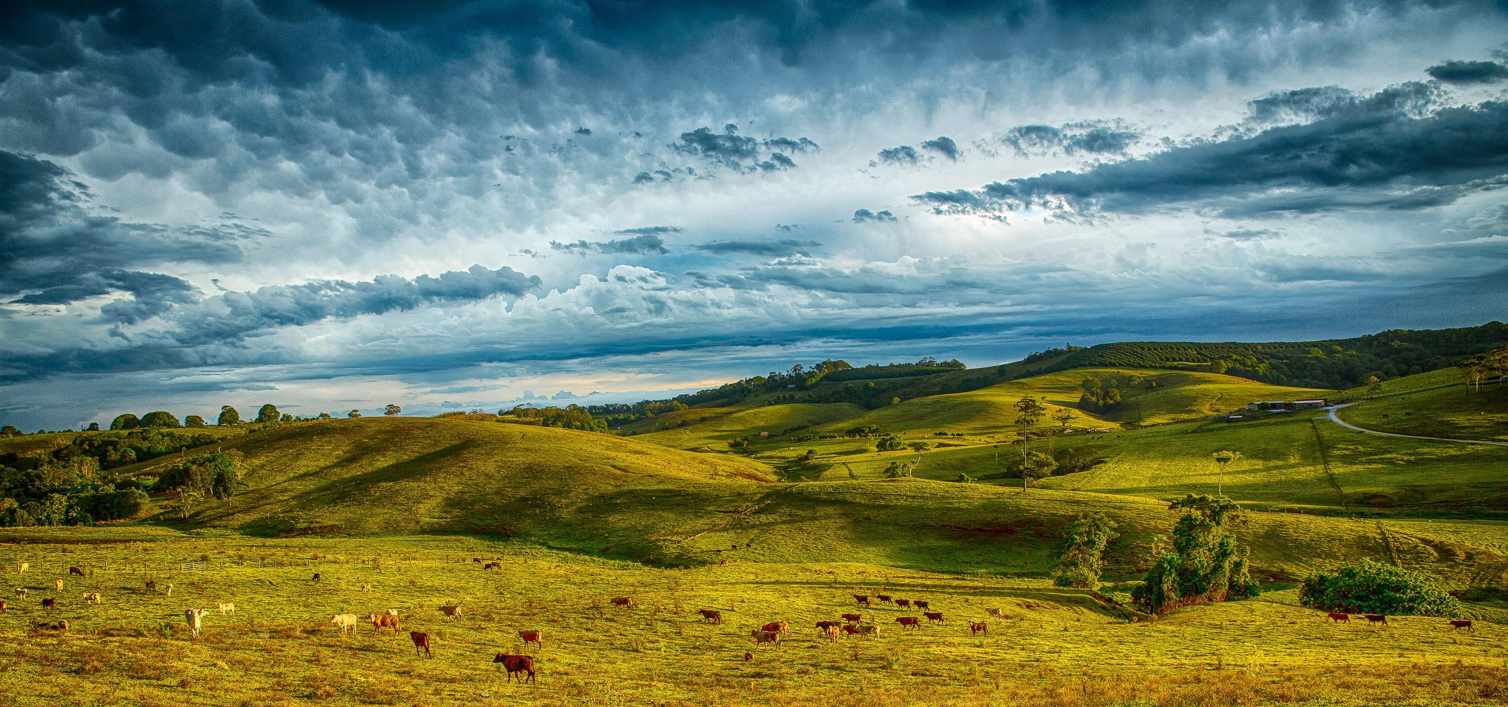 beauty in nature, plant, australia, clouds, animal themes, nature, outdoors, livestock, rural, sky, land, cows, storm, hills, agriculture, animal, grass, HD Wallpaper