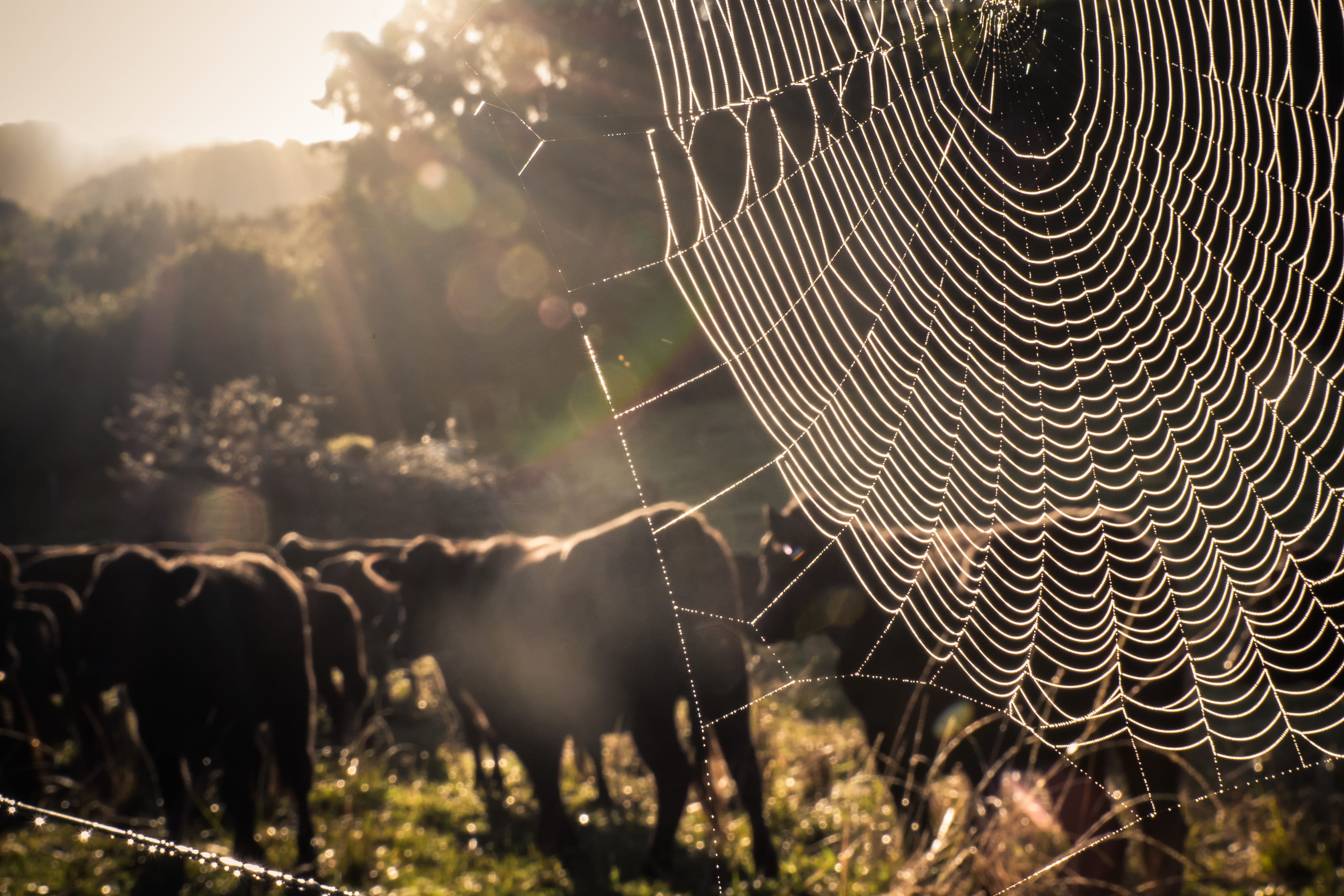 complexity, spider web, fragility, animal themes, land, byron bay, sunlight, day, beauty in nature, mammal, no people, vulnerability, natural pattern, animal, HD Wallpaper