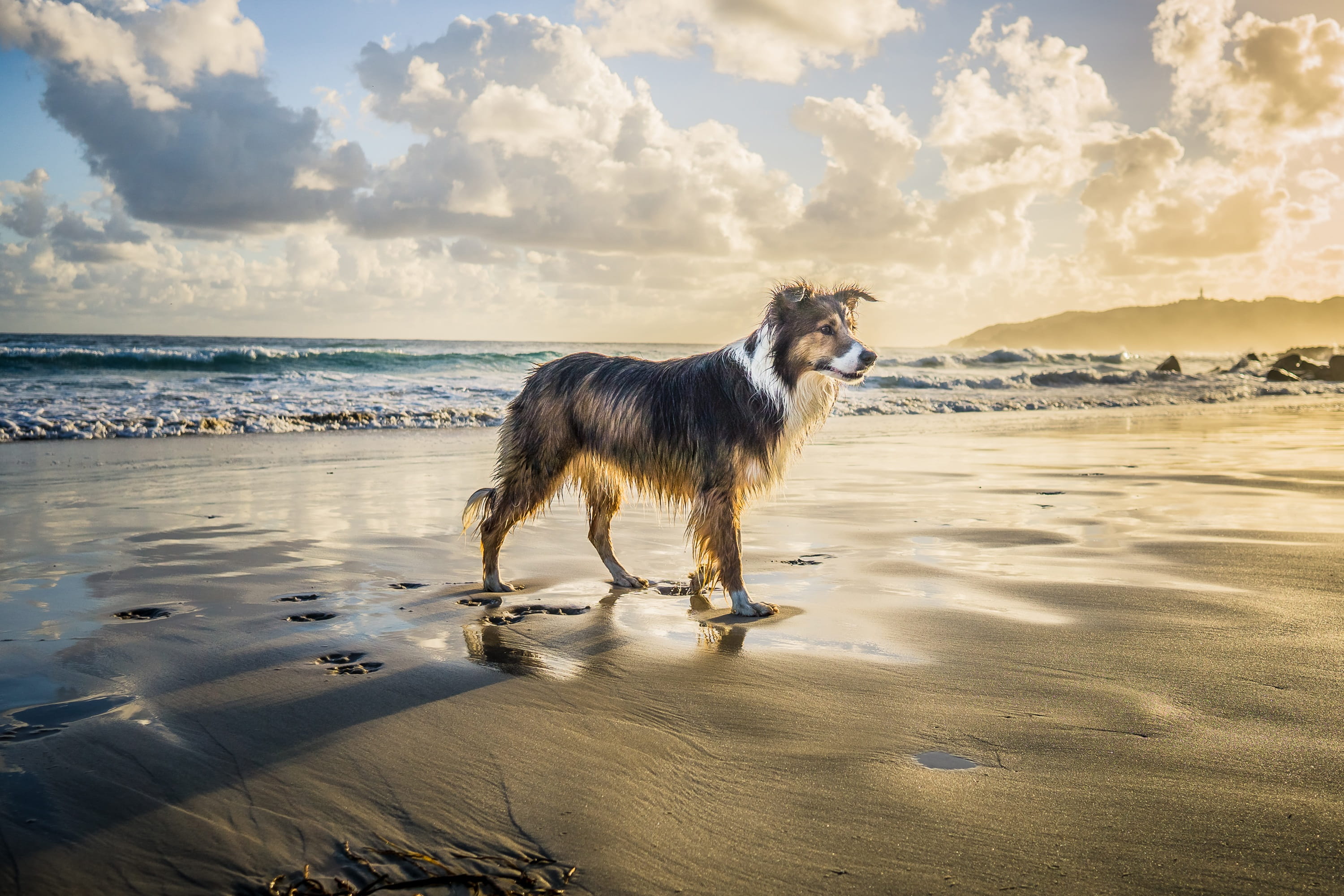 cute, land, horizon over water, seascape, vertebrate, animal themes, morning, no people, weather, sky, sunrise, sand, beach, cloud - sky, pets, beautiful, HD Wallpaper