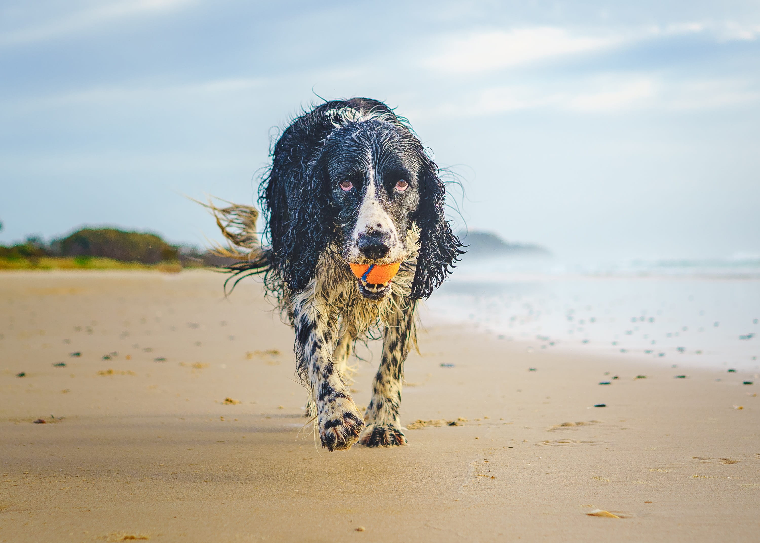 one animal, byron bay, canine, portrait, ocean, domestic, water, dog, domestic animals, spaniel, mammal, land, border collie, wet dog, gundog, pedigree, HD Wallpaper