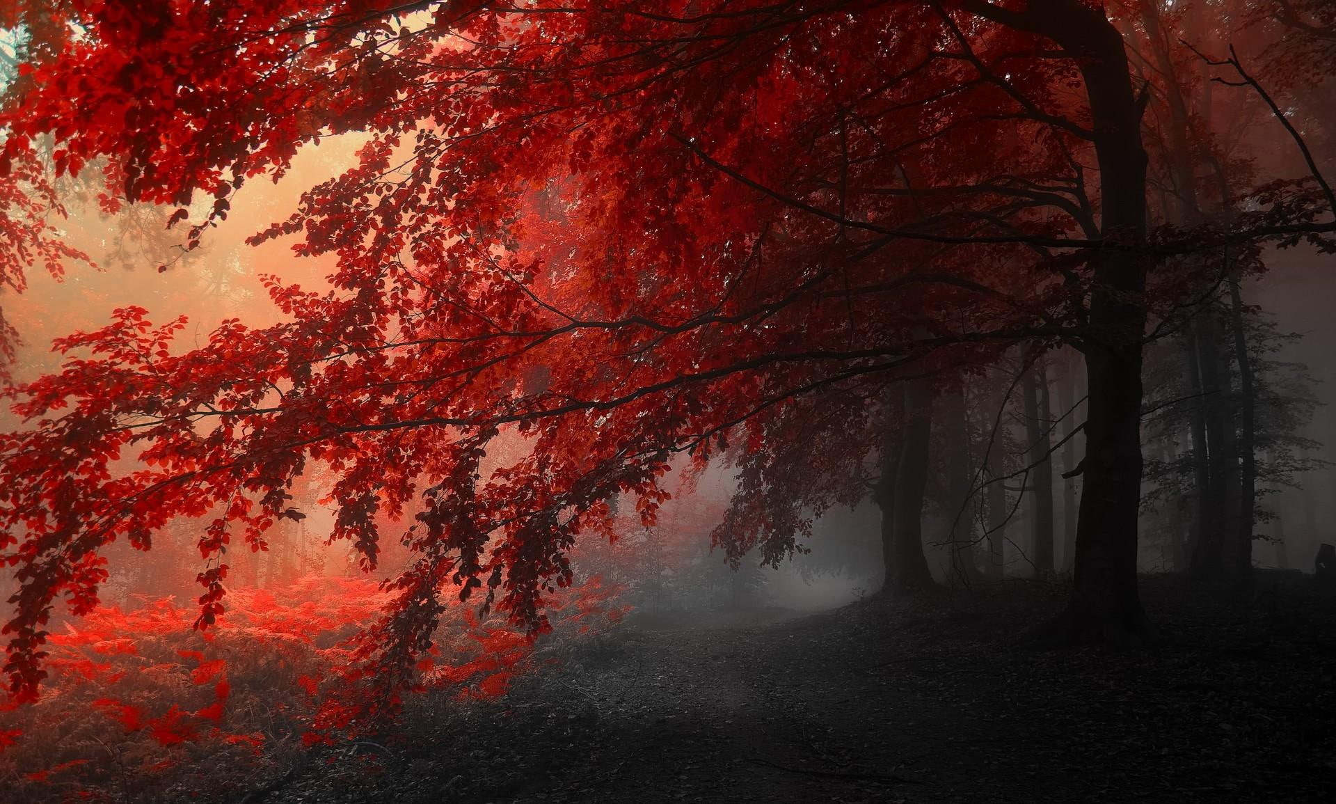 trees, beautiful, dawn, amazing, seasons, widescreen, nice, forests, autumn, sunburst, leaves, 1080P, HD Wallpaper