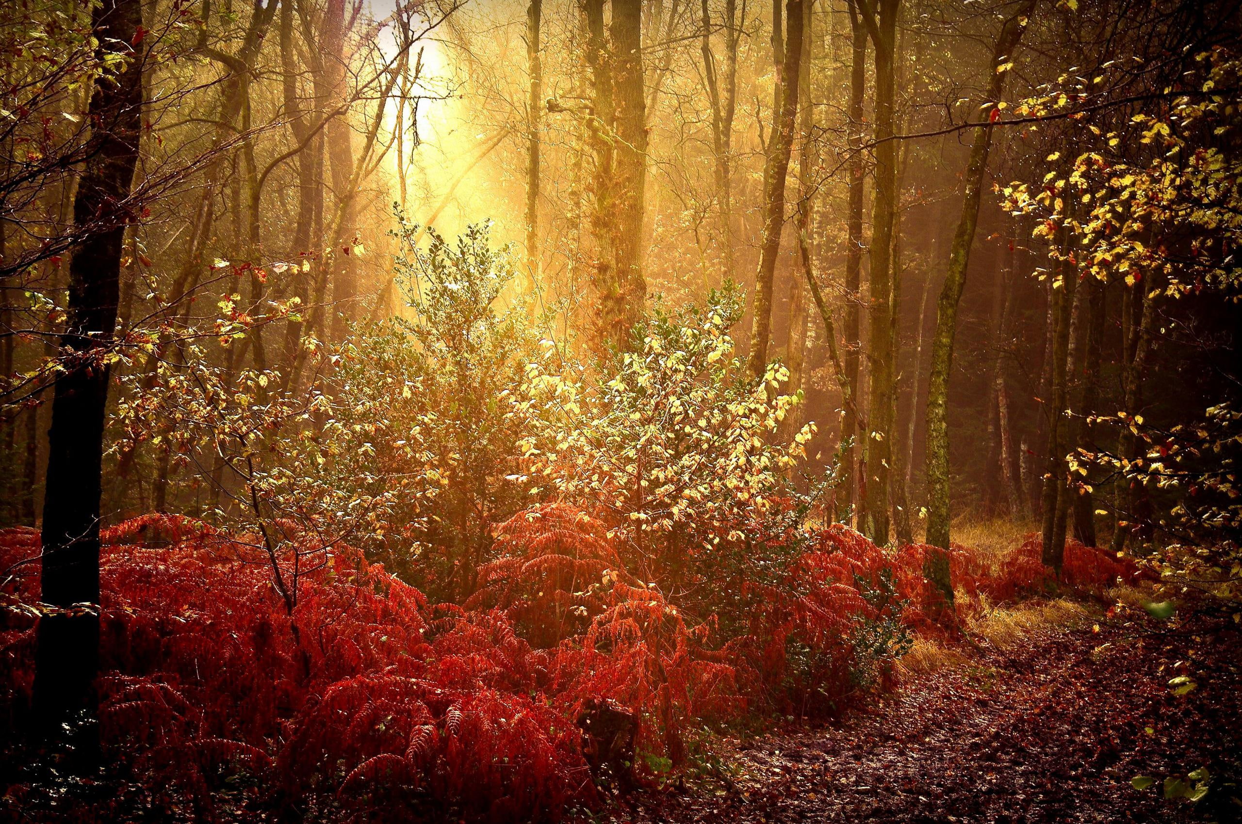 rays, beautiful, autumn, blaze, sunburst, 3d and abstract, colorful, 2K, HD Wallpaper