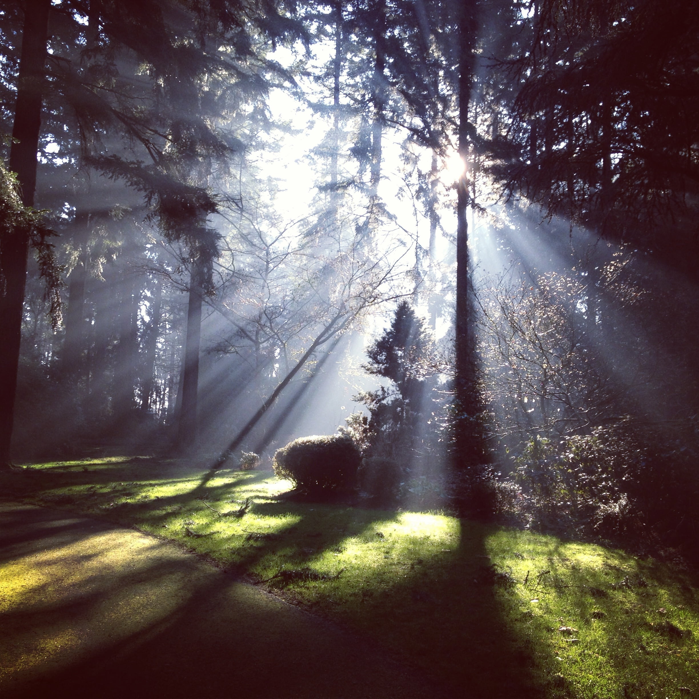 direction, beauty in nature, sunburst, vegetation, tranquility, shadows, trunk, wood, sunbeam, road, land, 1080P, forest, clear, landscape, growth, outdoors, Phone HD Wallpaper