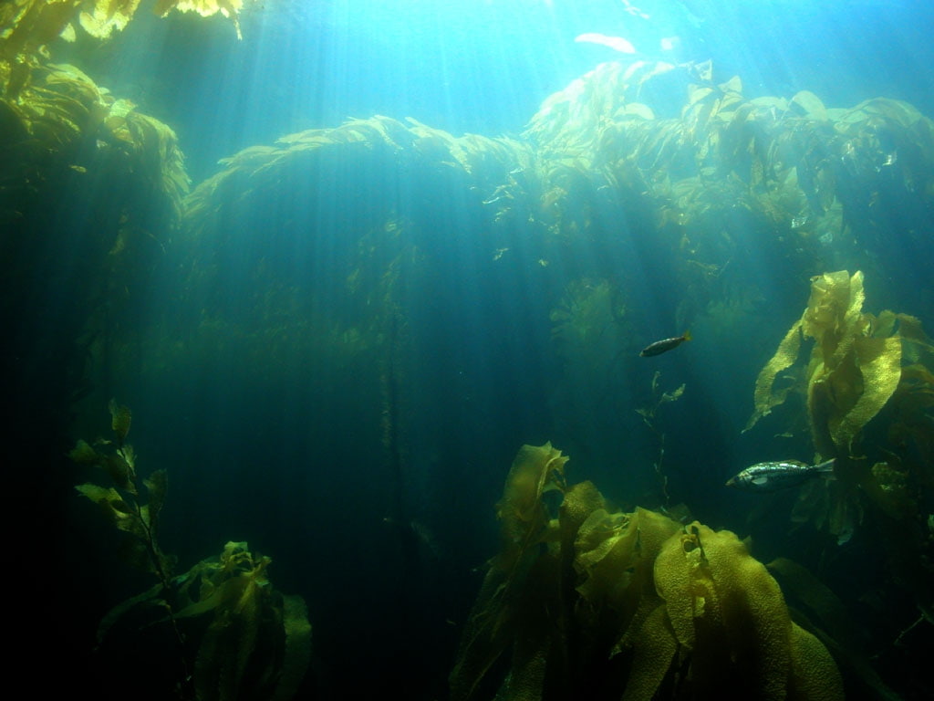 oceans, 480P, sunburst, rays, nature, hd, Kelp, FISH, plants, art, ocean, Light, HD Wallpaper