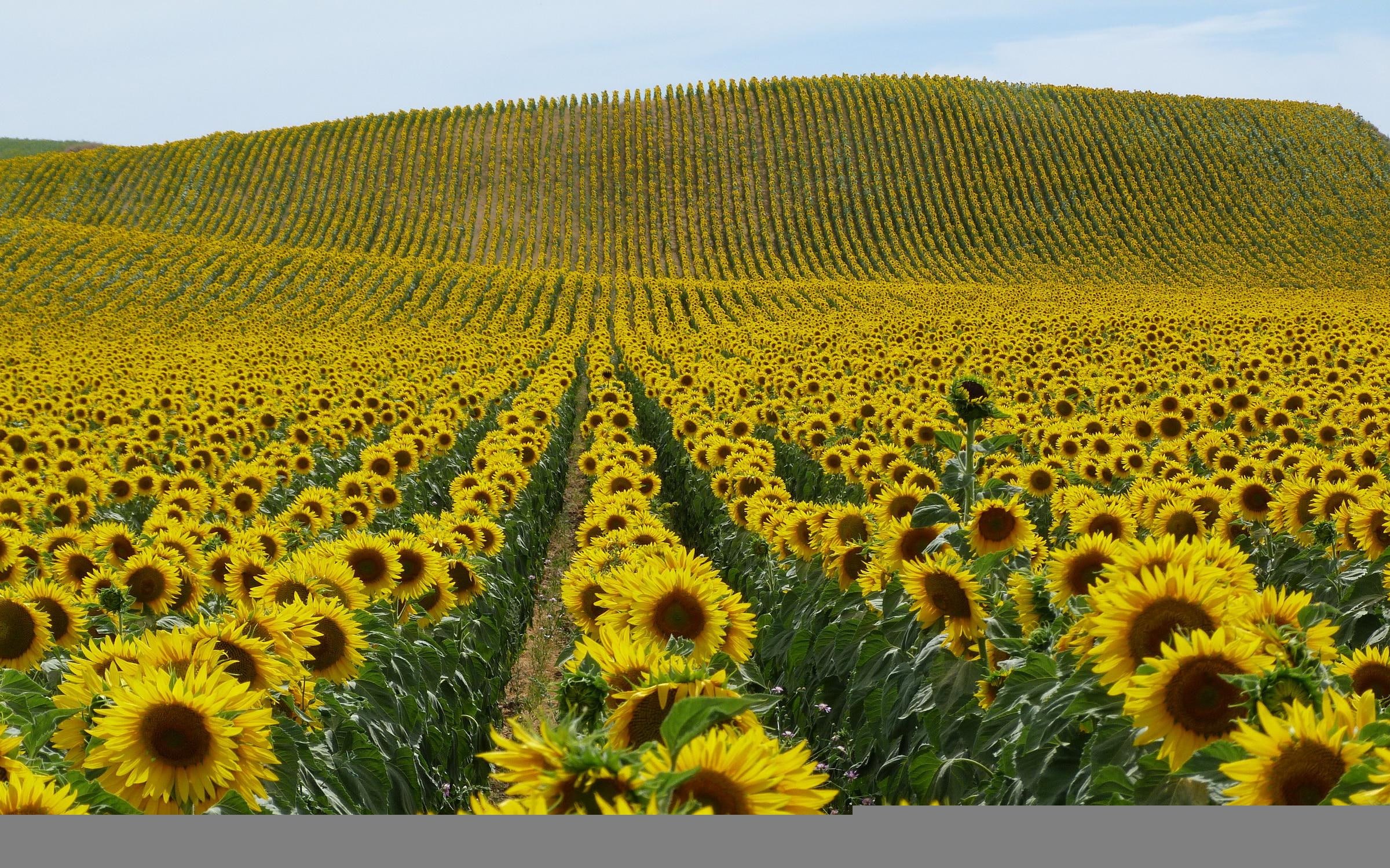 yellow, hills, landscapes, flowers, 1080P, sunflowers, nature, plants, fields, petals, hd, HD Wallpaper