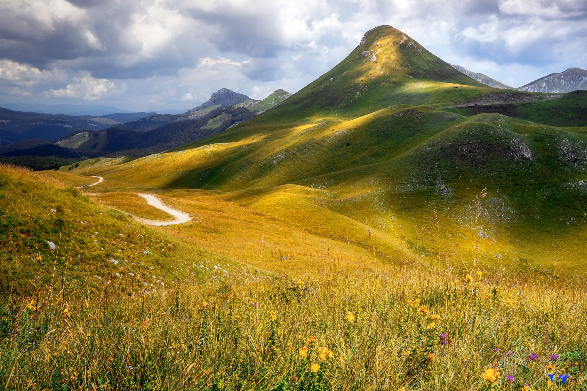 1080P, hills, grass, flowers, landscape, nature, plants, HD Wallpaper
