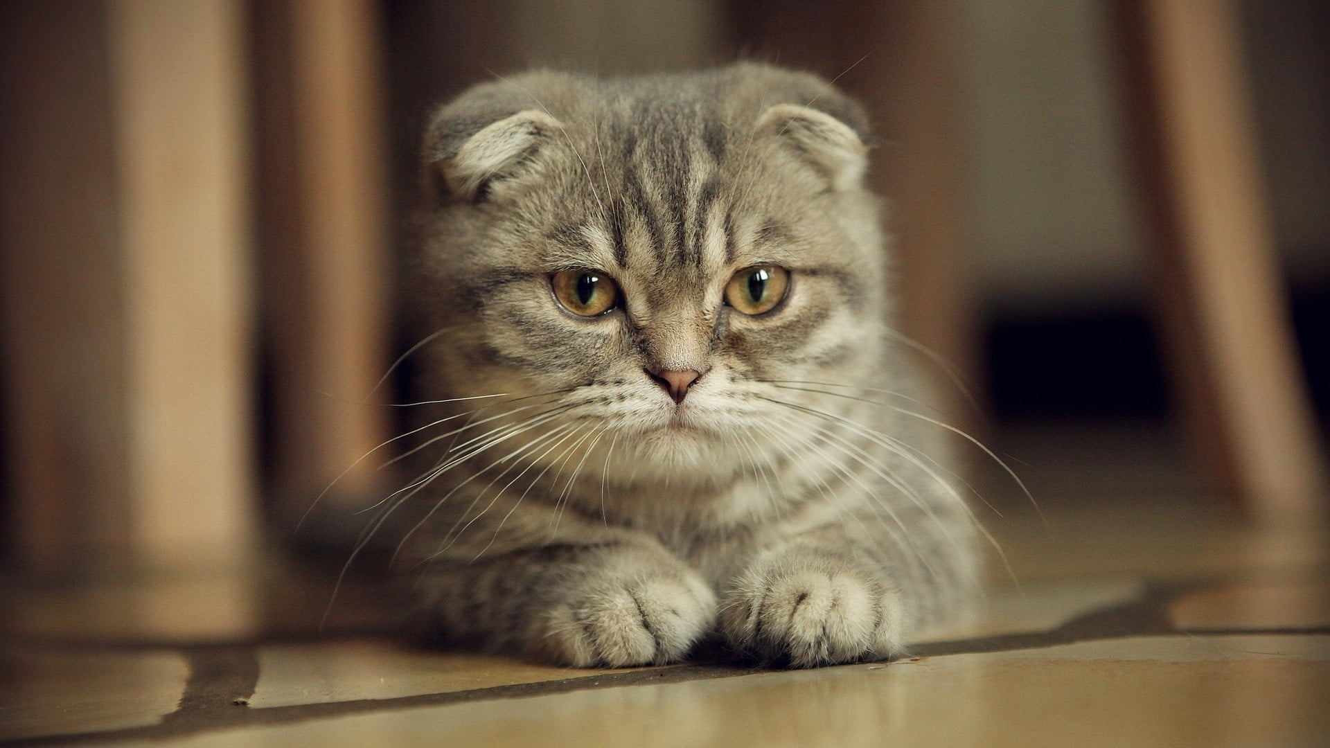 kitten, focus on foreground, animal themes, feline, pets, domestic, animal, animal head, domestic animals, whisker, animal eye, no people, cat, looking at camera, HD Wallpaper