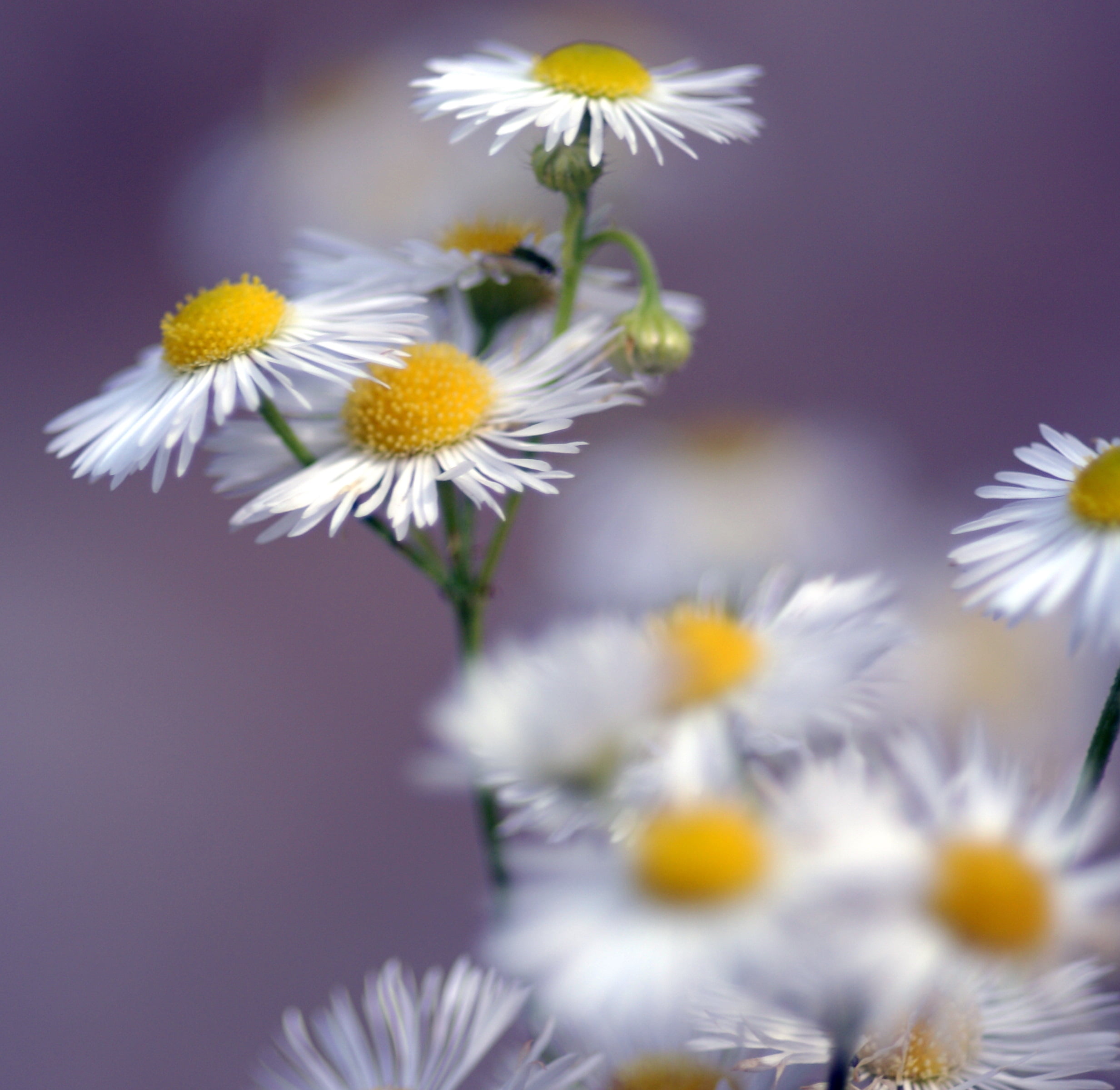 green Color, grass, tilt, summer, fleurs, chamomile Plant, close-up, outdoors, macro, plant, freshness, daisy, en, season, photography, 1080P, évasion, HD Wallpaper
