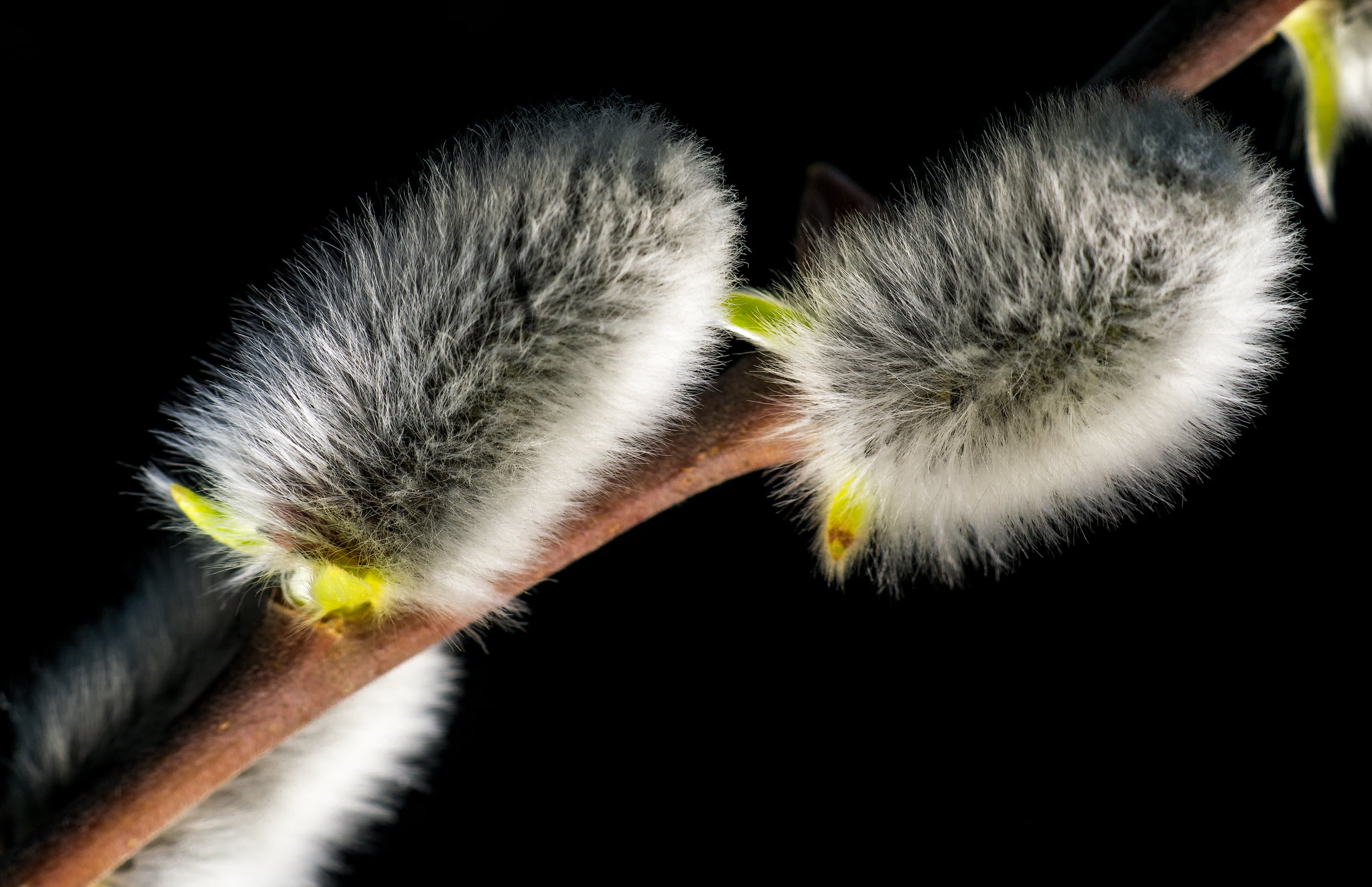 Macro, Hairy, three, UMC, background, Plant, Sony a6000, Samyang, Spring awakening, Printemps, Adapter, Photographing, Strauch, Public domain, nature, Light, HD Wallpaper