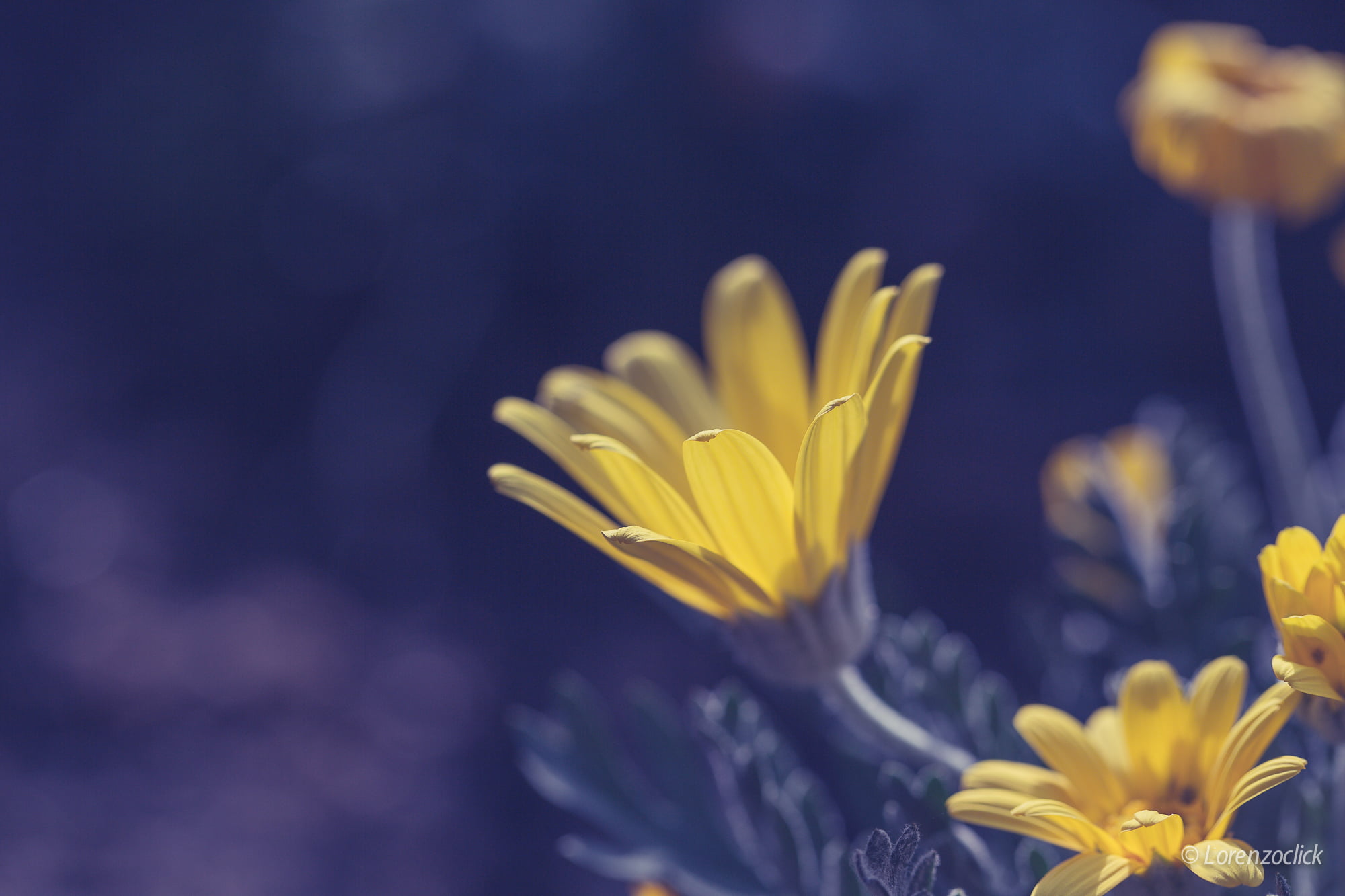 1080P, close, springtime, photo, bokeh, petaled, light, nature, canon  5d, fiore, yellow, primavera, macro, close-up, beauty In Nature, flower, yellow  spring, HD Wallpaper