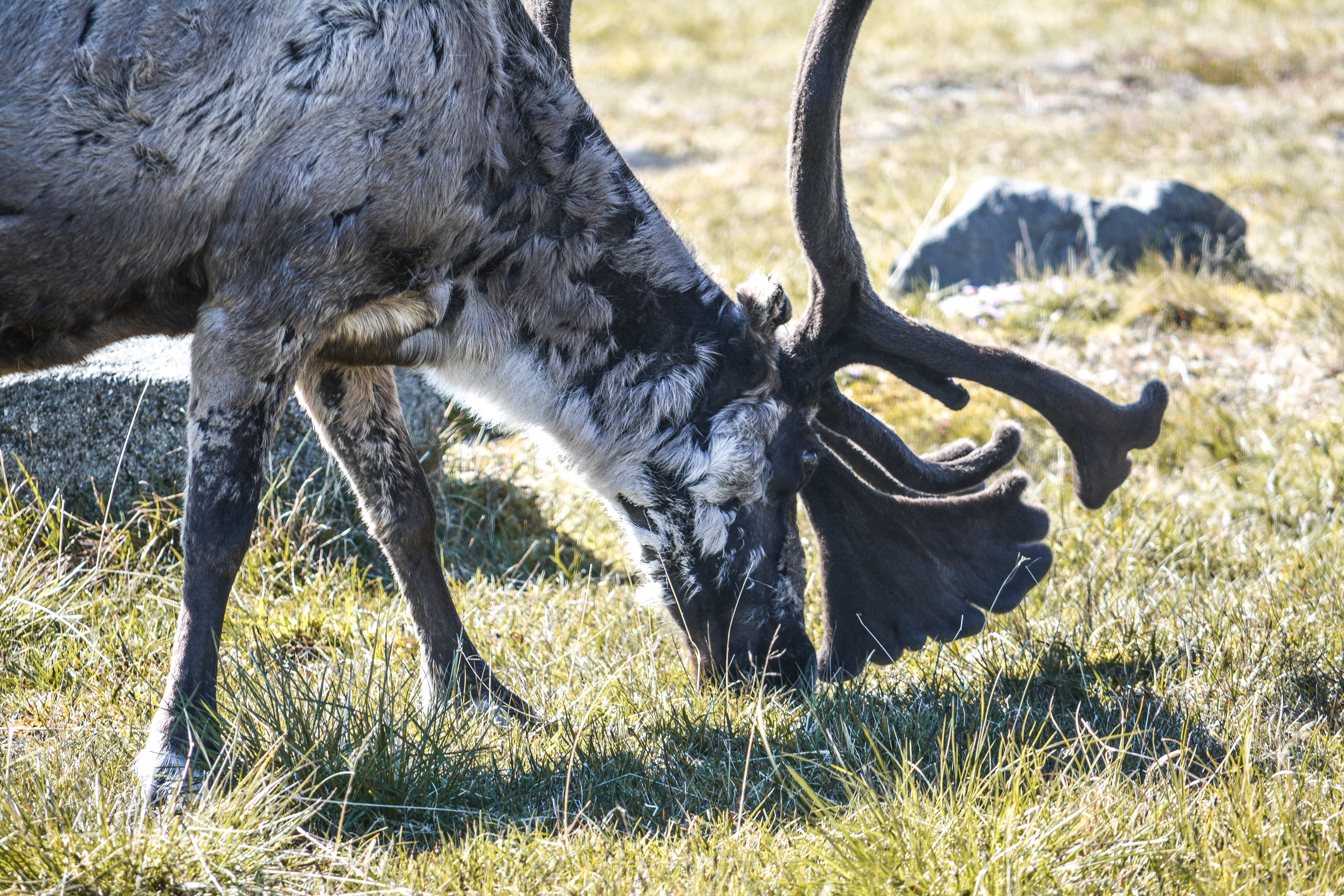 sweden, renntier, land, deer, nikon, norwegen, day, nikond5200, no people, animal themes, lightroom cc, animal, livestock, field, plant, animal wildlife, HD Wallpaper